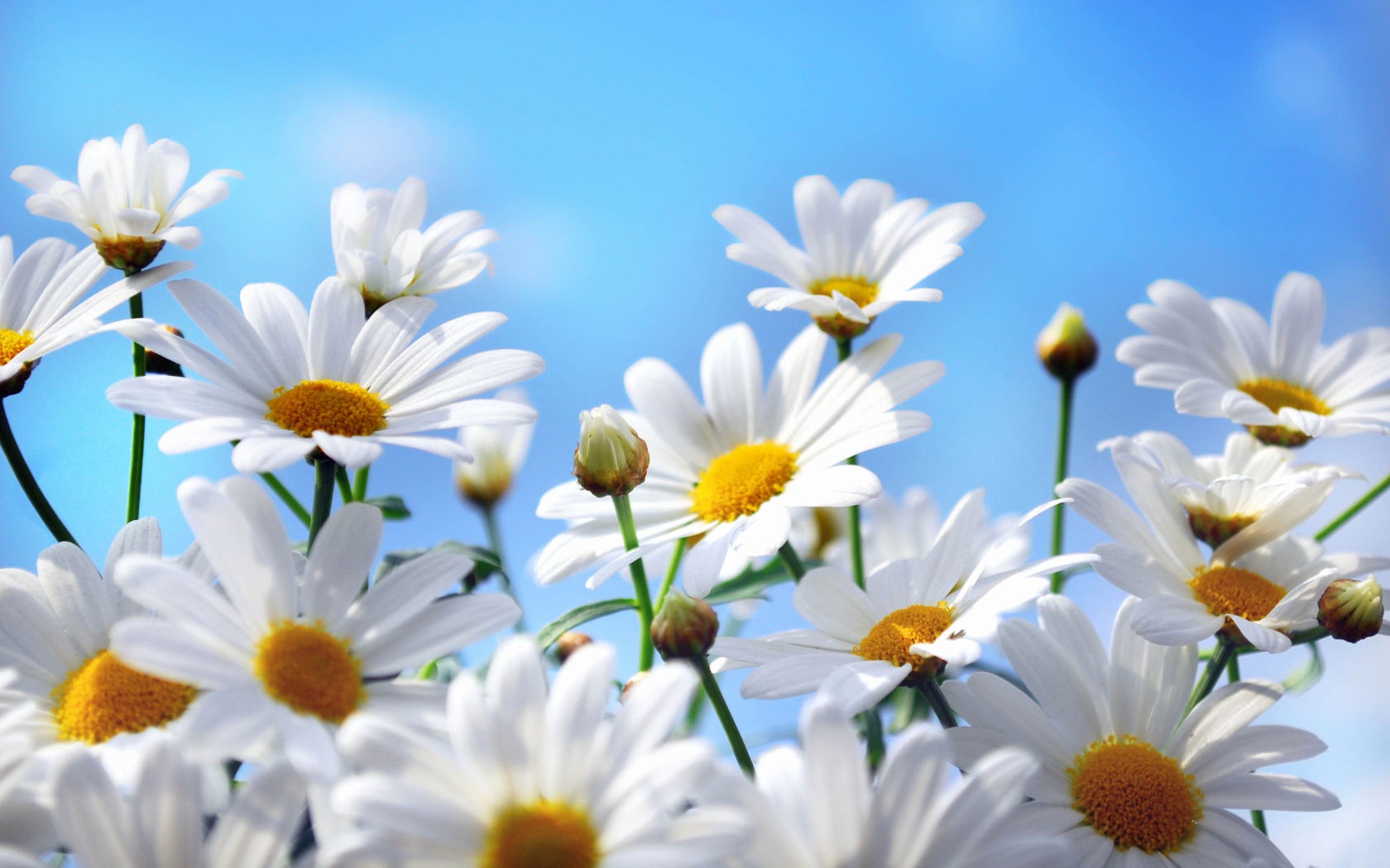 Яркие белые ромашки на фоне голубого неба