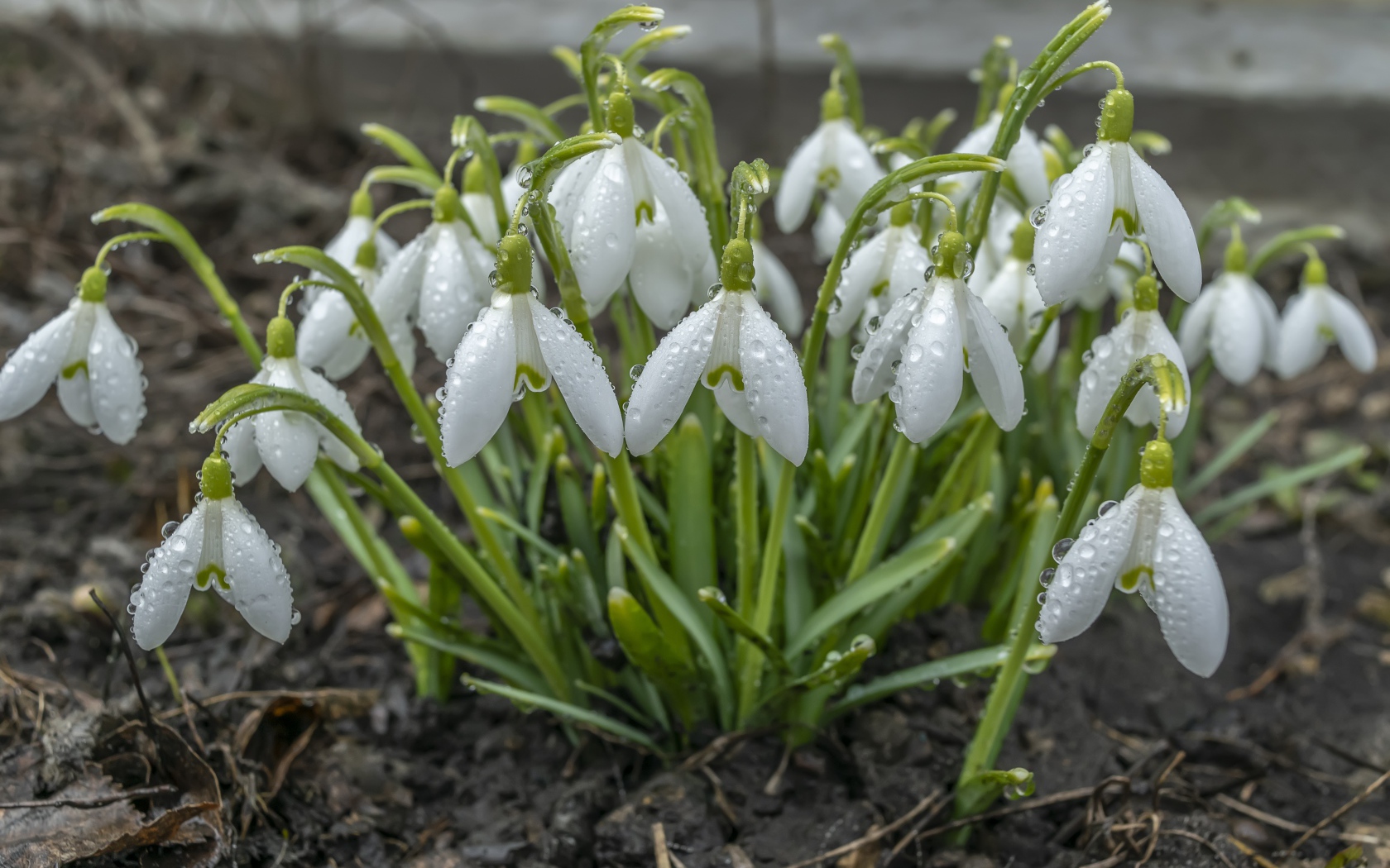 Куст белых подснежников в каплях дождя 