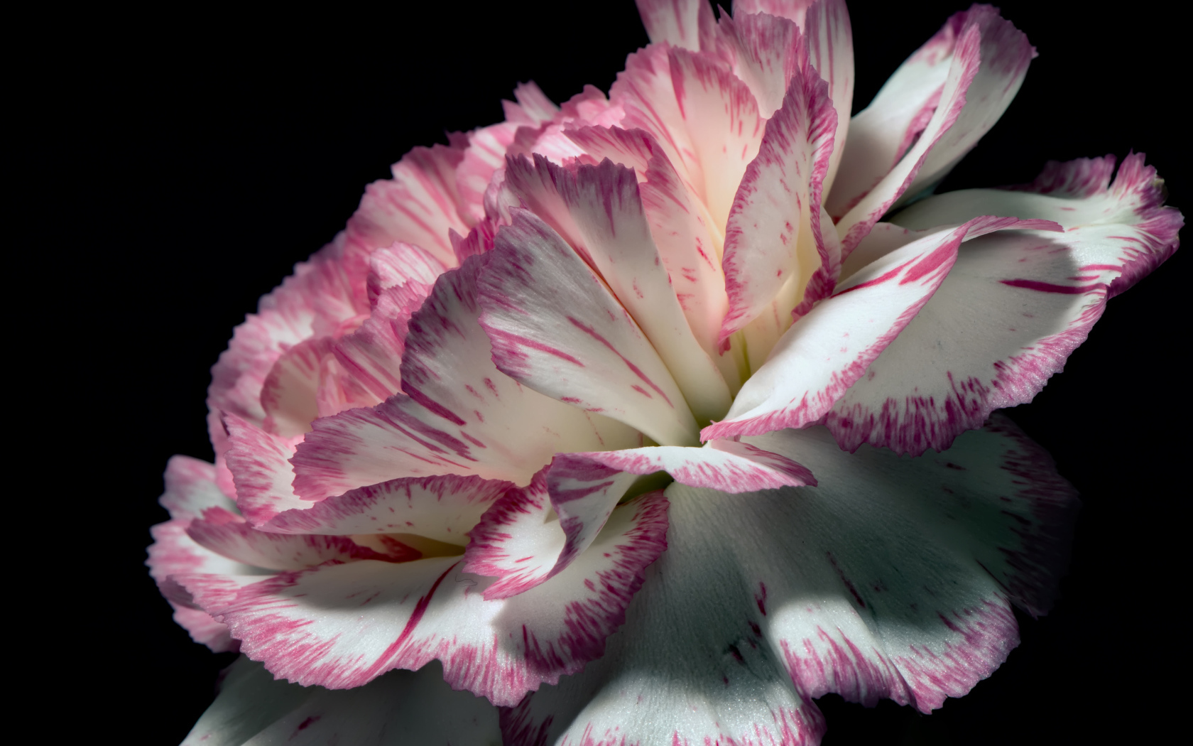 Цветок гвоздики с бело-розовыми лепестками на черном фоне