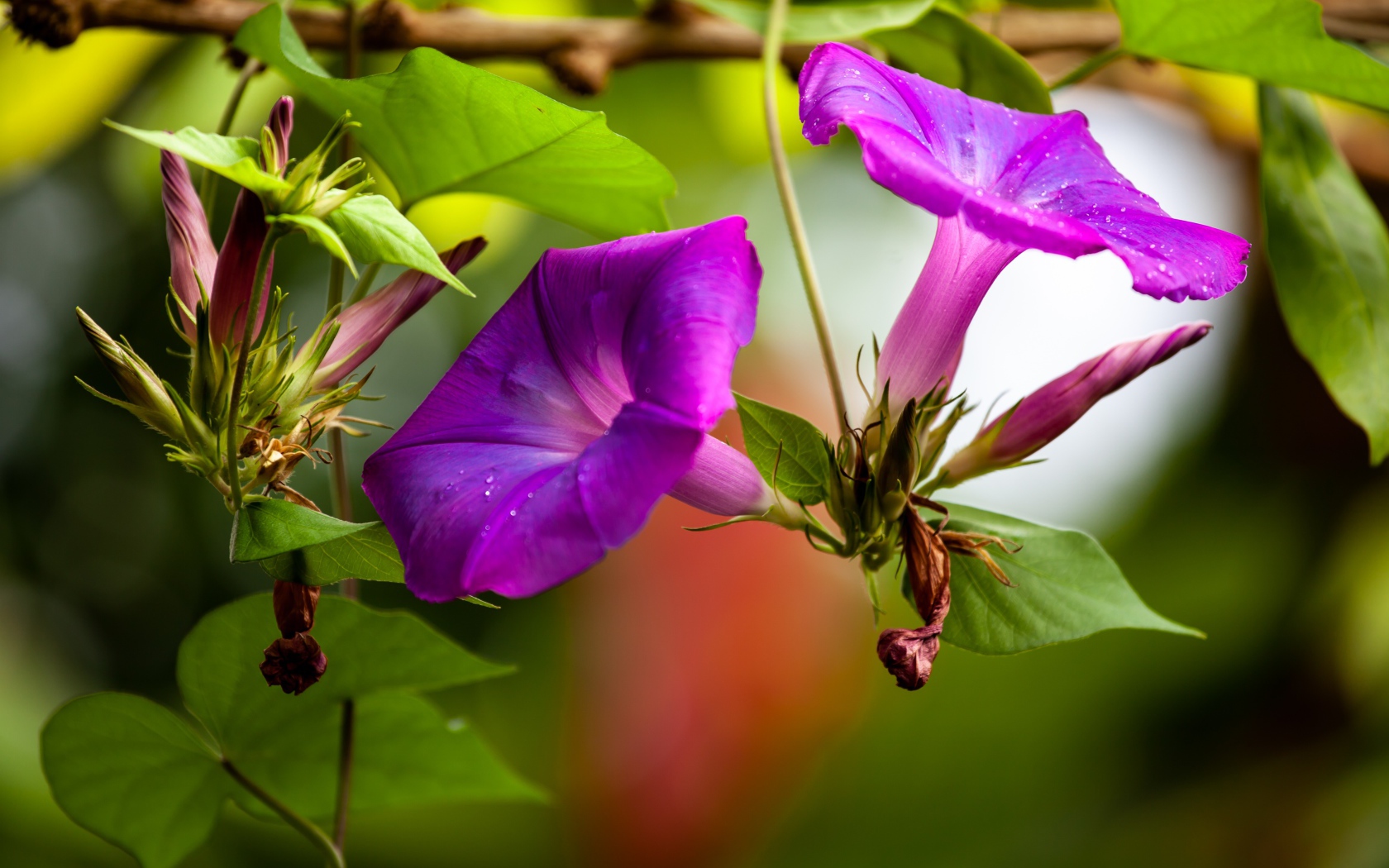 Цветы калачики с бутонами крупным планом