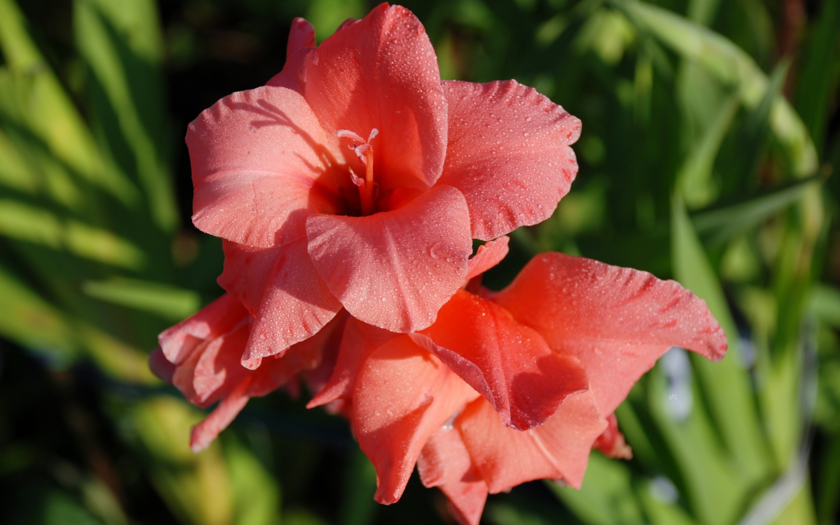 Нежные цветы гладиолуса в каплях росы