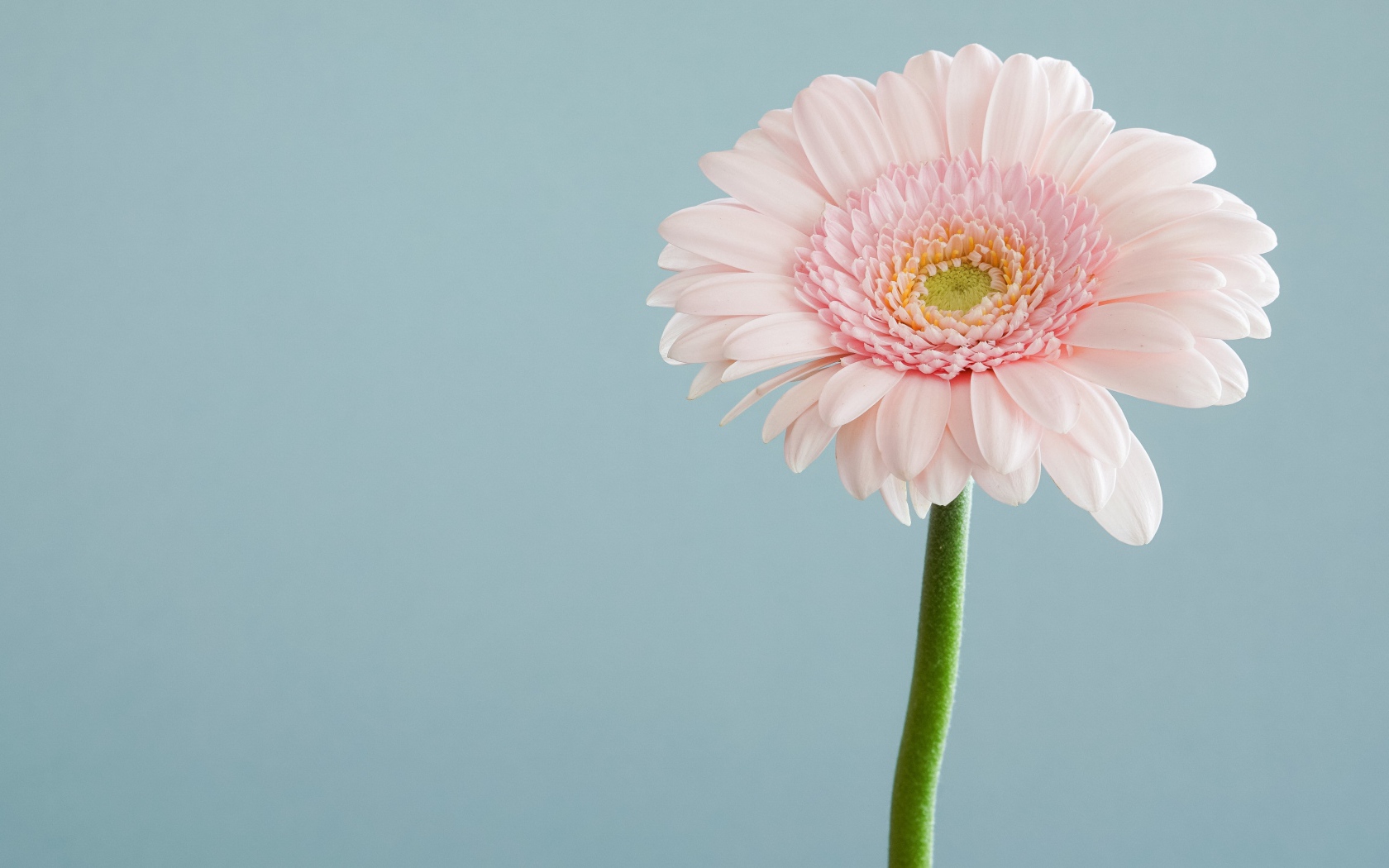 Нежная розовая гербера на сером фоне 