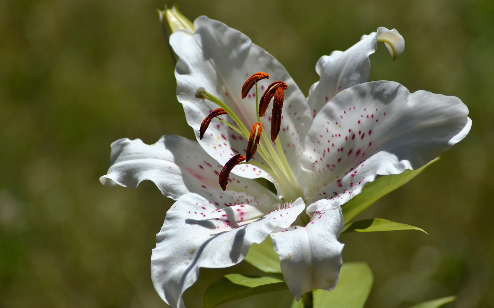 Нежный белый цветок лилии крупным планом