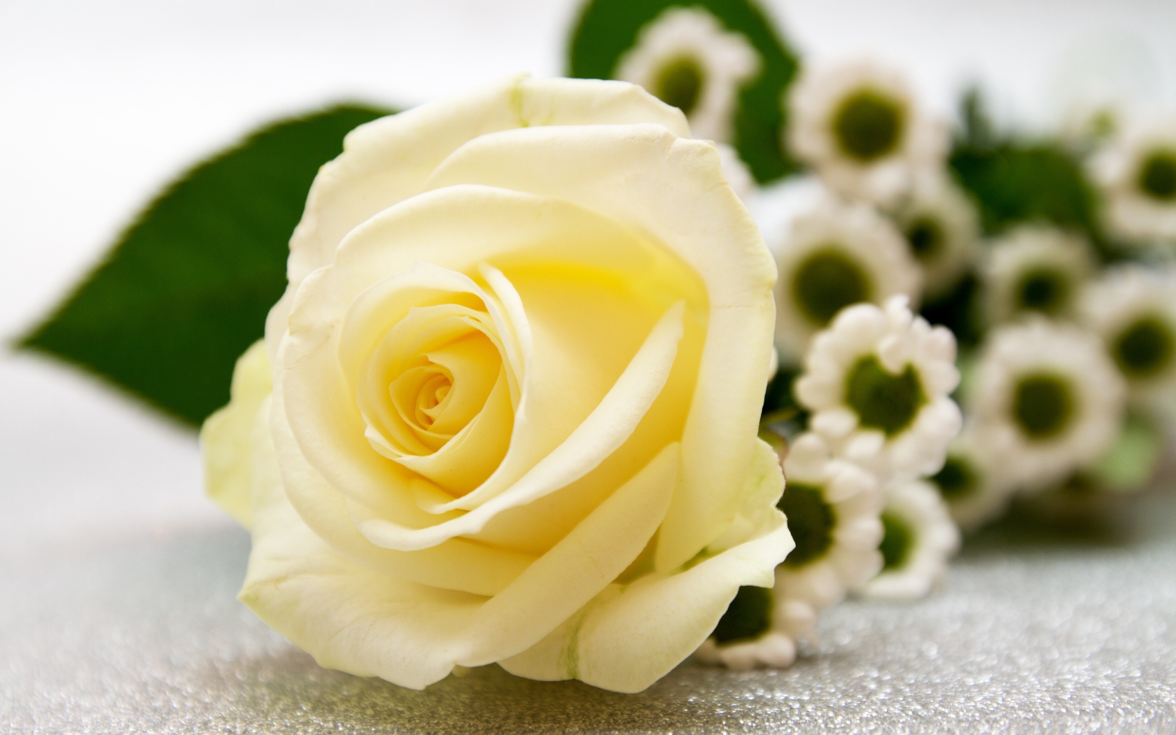 Нежная белая роза лежит на столе с ромашками