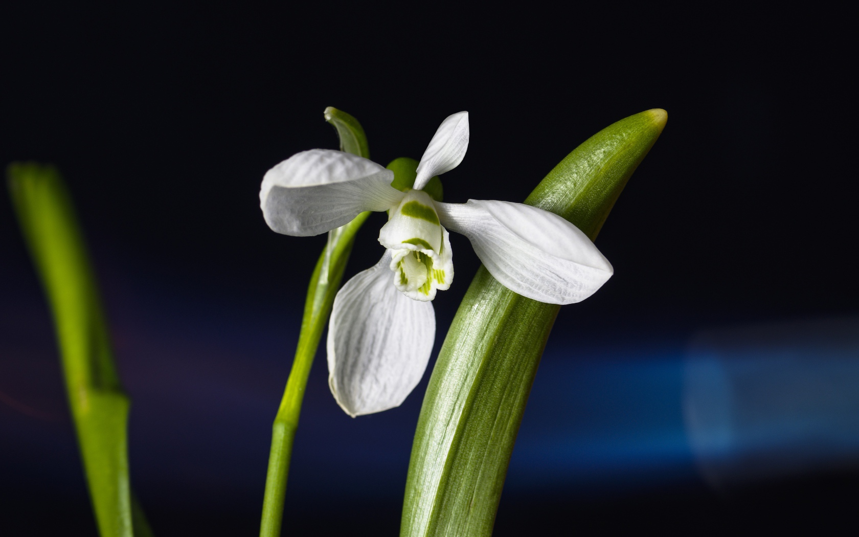 Нежный белый цветок подснежник с зелеными листьями