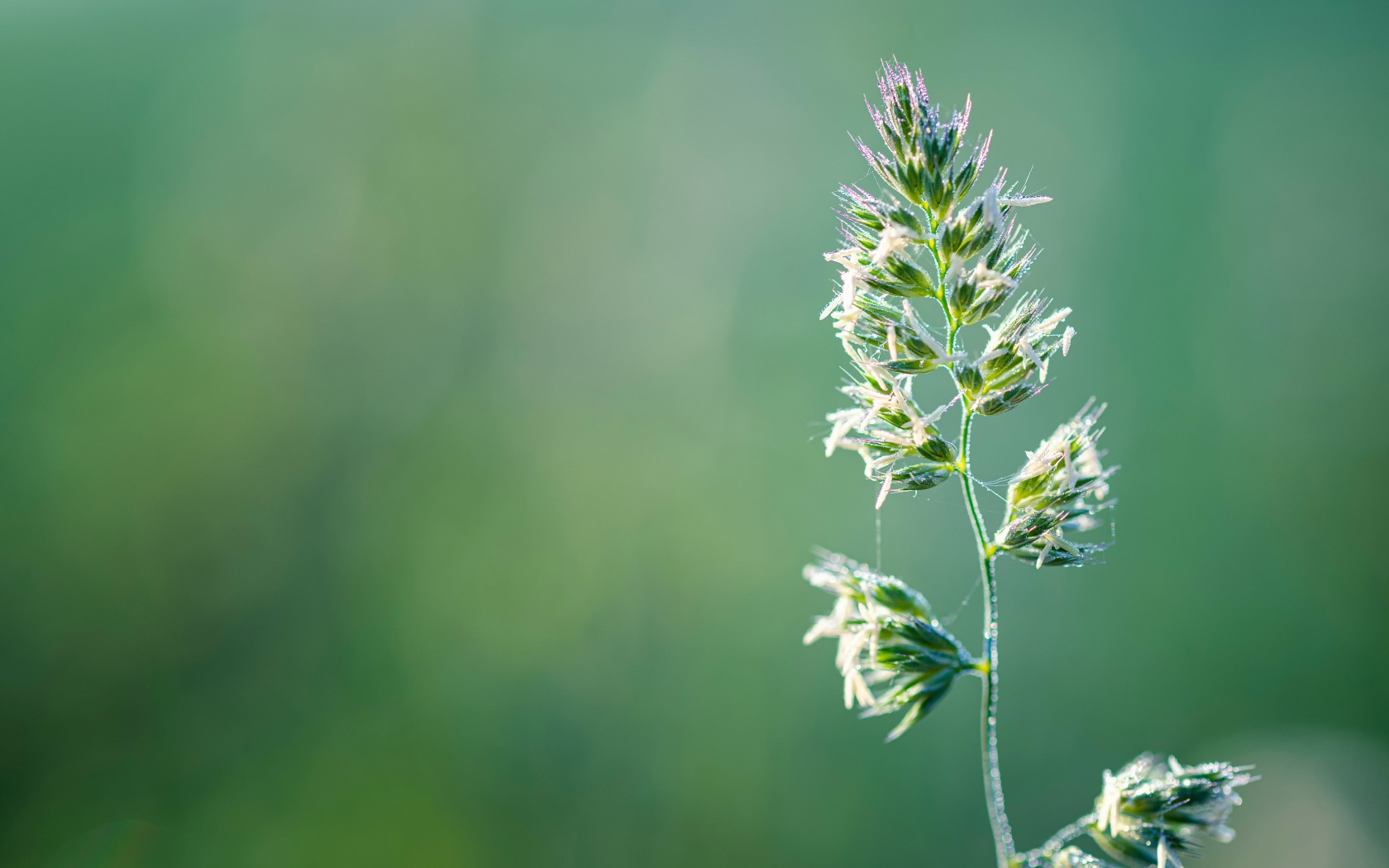 Полевое растение на зеленом фоне
