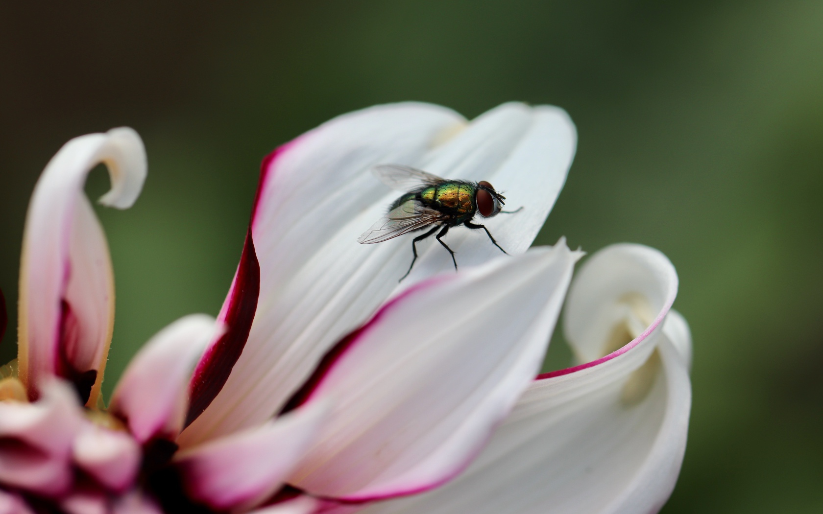 Зеленая муха на лепестке  георгина 