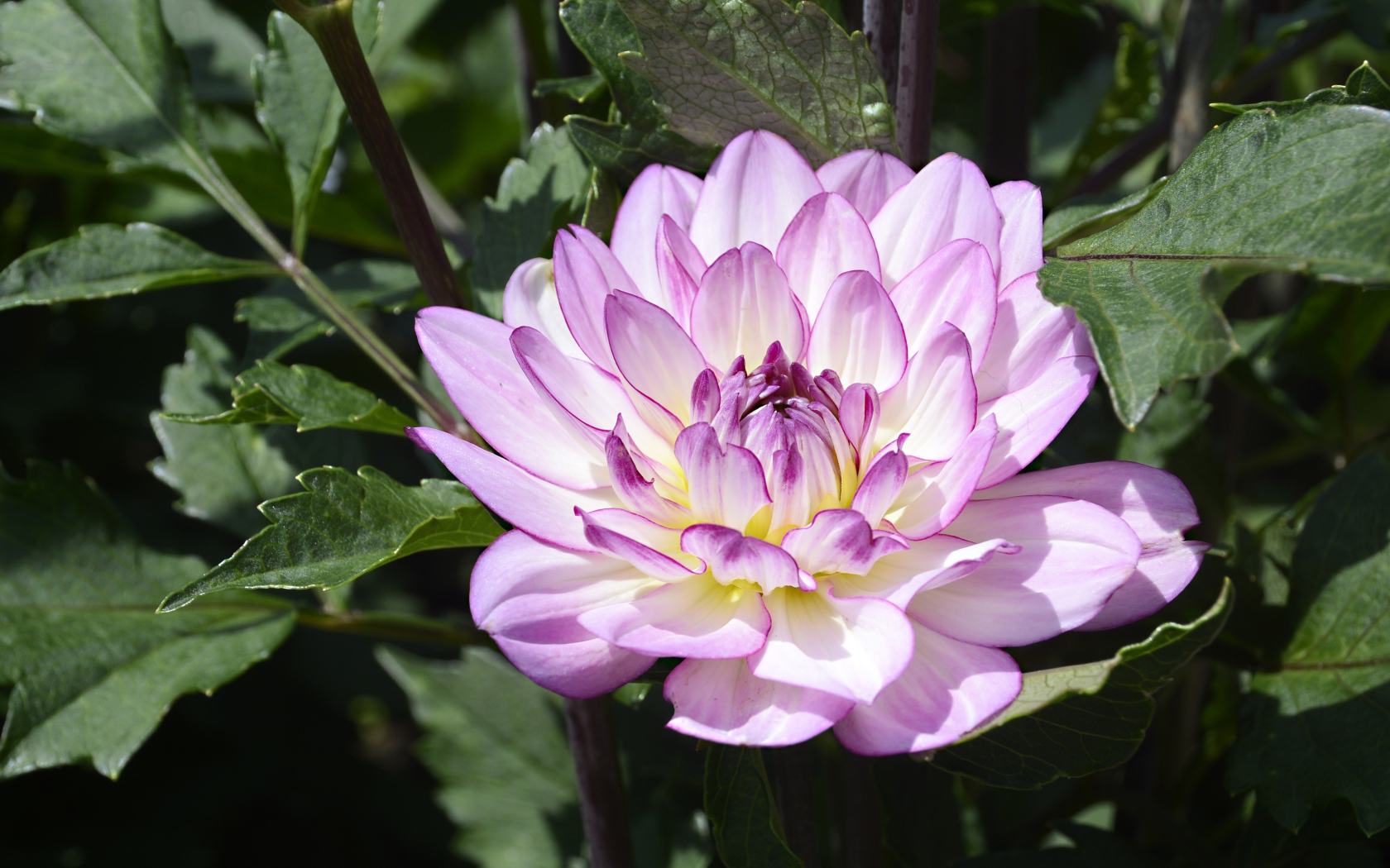 Сиреневый цветок садовой георгины в зеленых листьях 