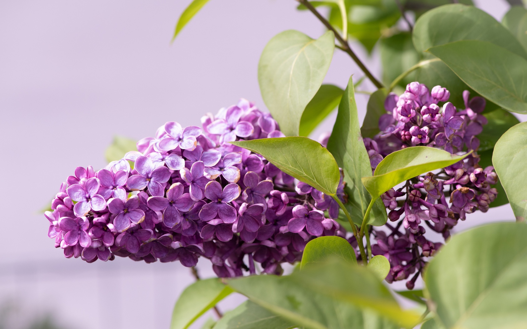 Сиреневые цветы сирени в зеленых листьях крупным планом