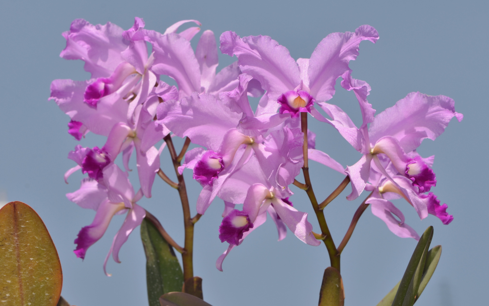 Сиреневые орхидеи на голубом фоне