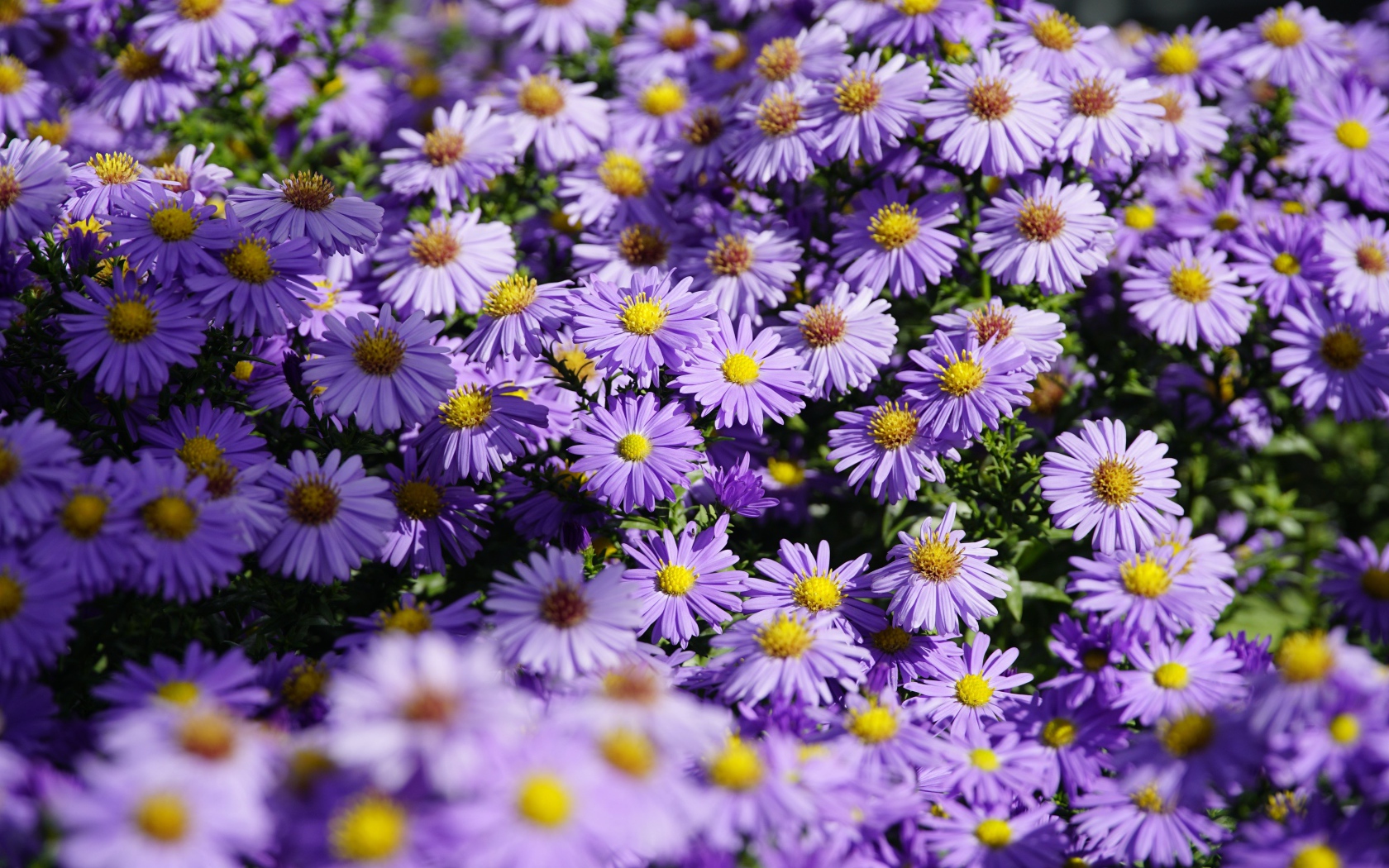 Много сиреневых цветов сентябринки в лучах солнца