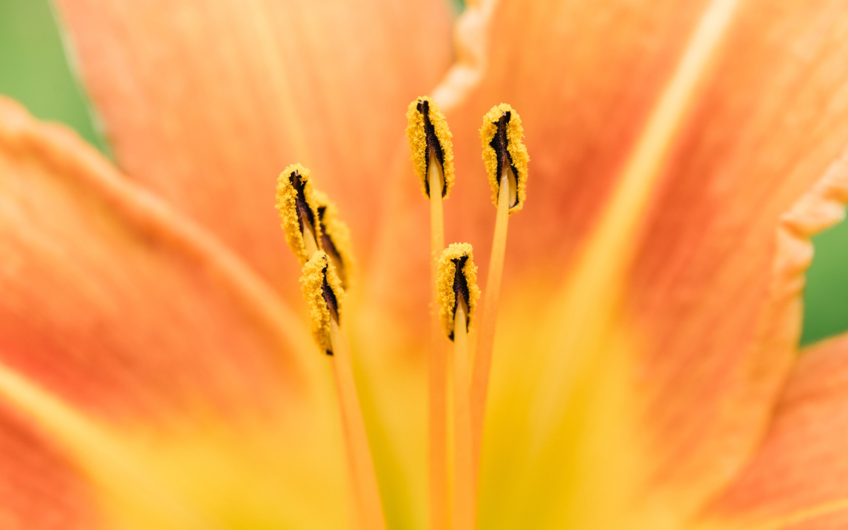 Середина оранжевого цветка лилии крупным планом 