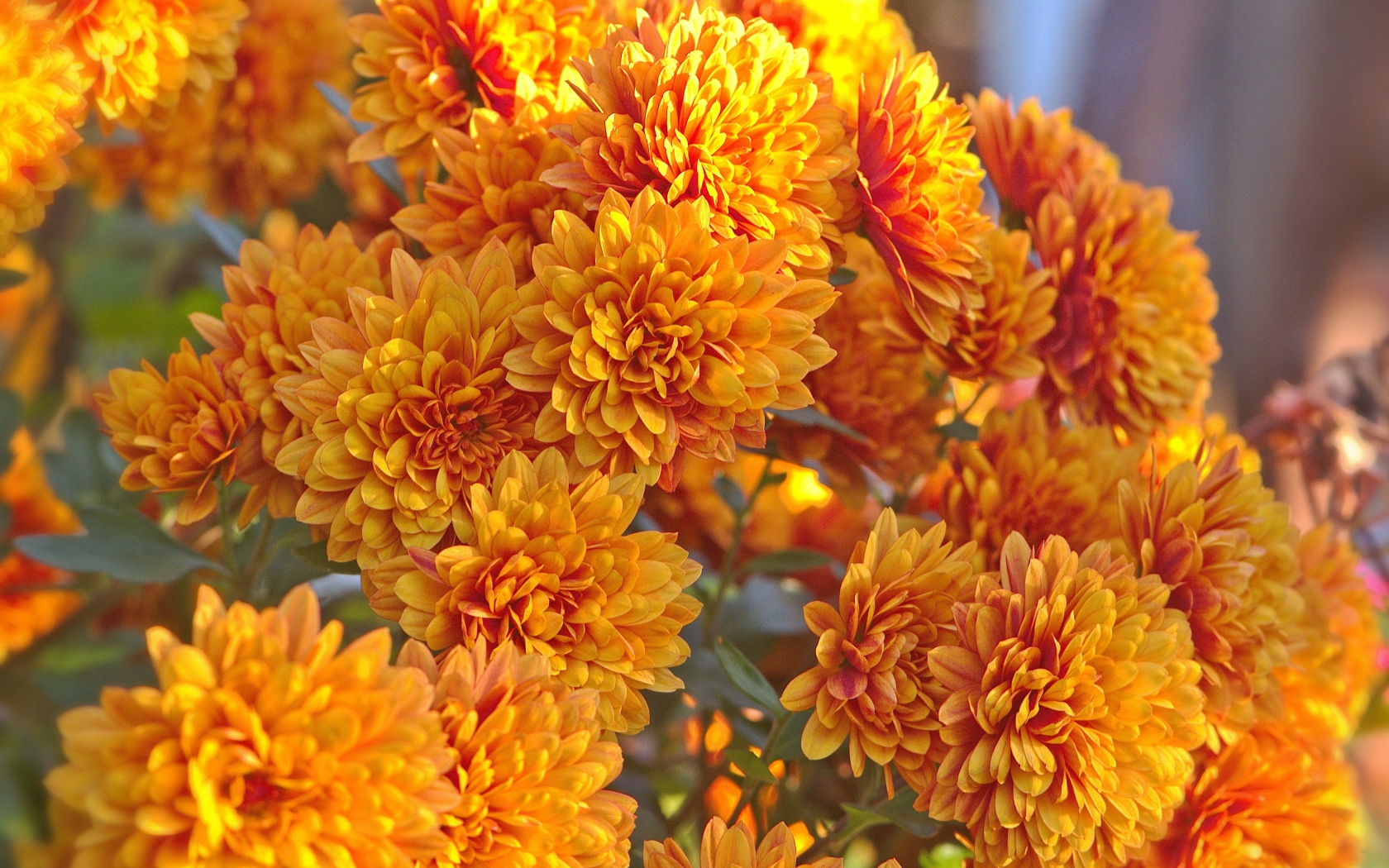 Оранжевые осенние цветы хризантемы крупным планом 