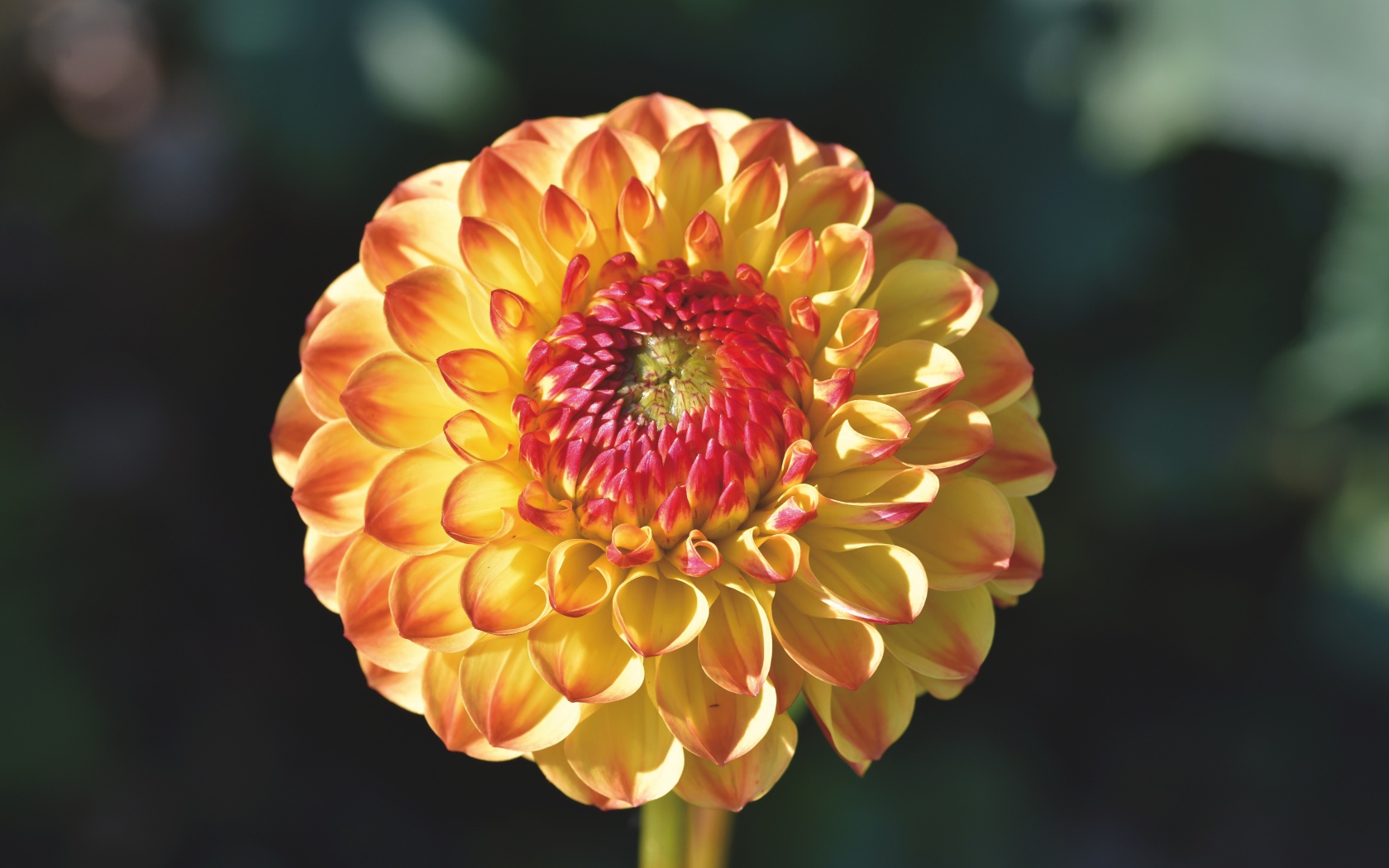 Оранжевый красивый цветок георгины крупным планом