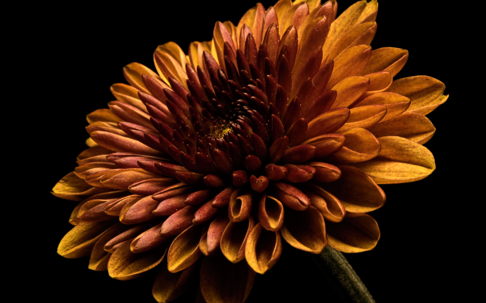 Оранжевый цветок хризантемы на черном фоне крупным планом