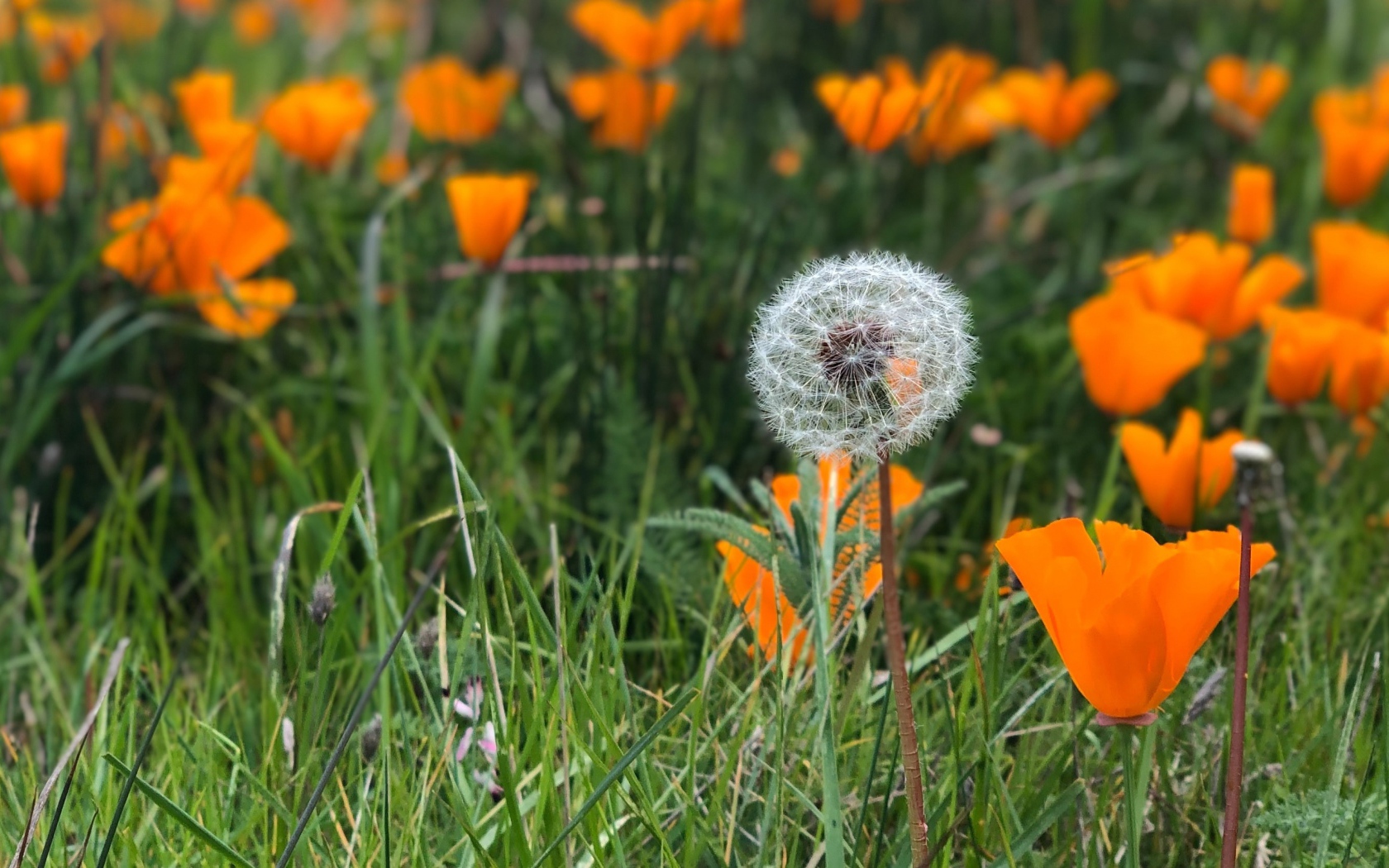 Оранжевые цветы эшшольции с белым одуванчиком