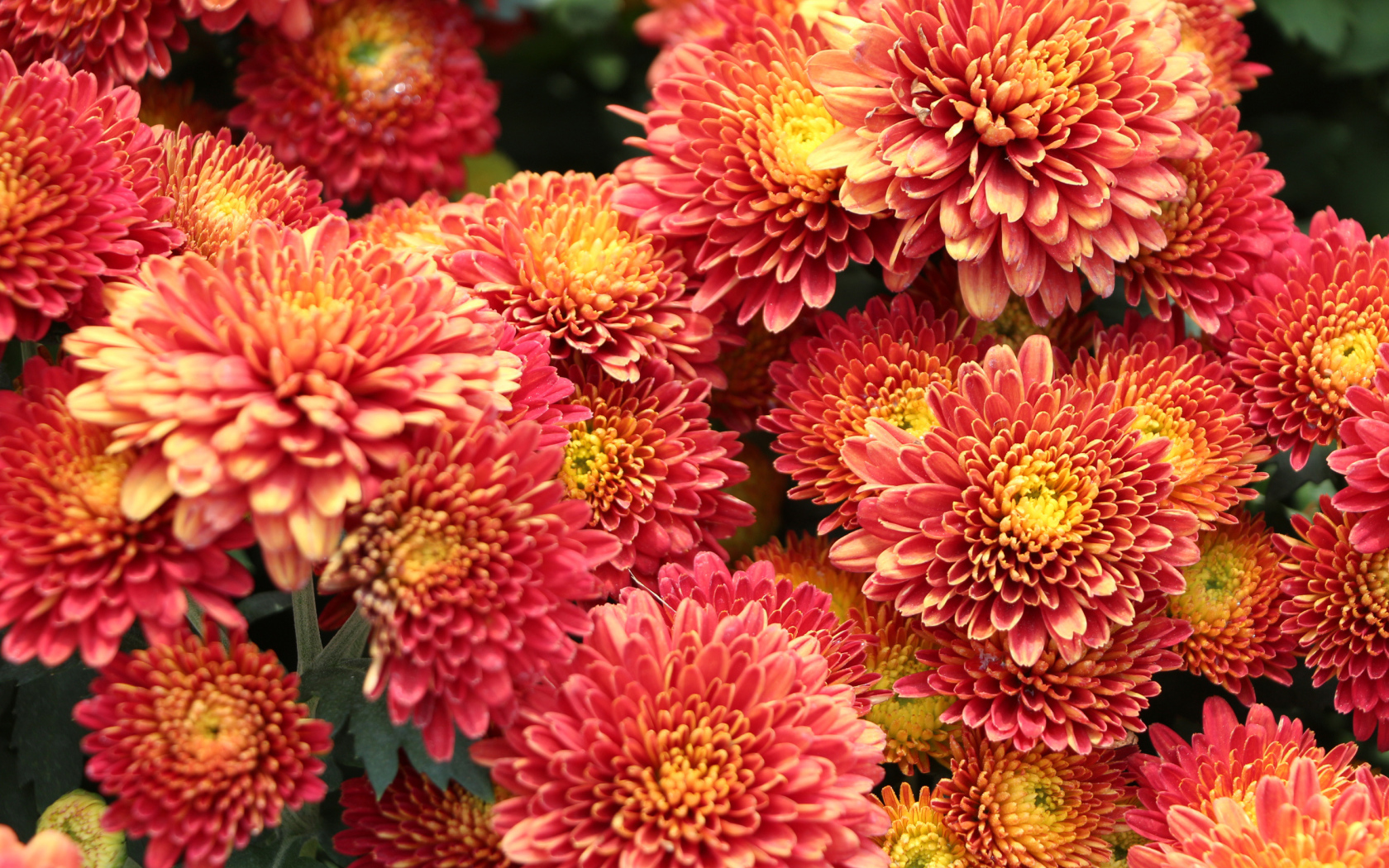 Оранжевые пушистые хризантемы крупным планом