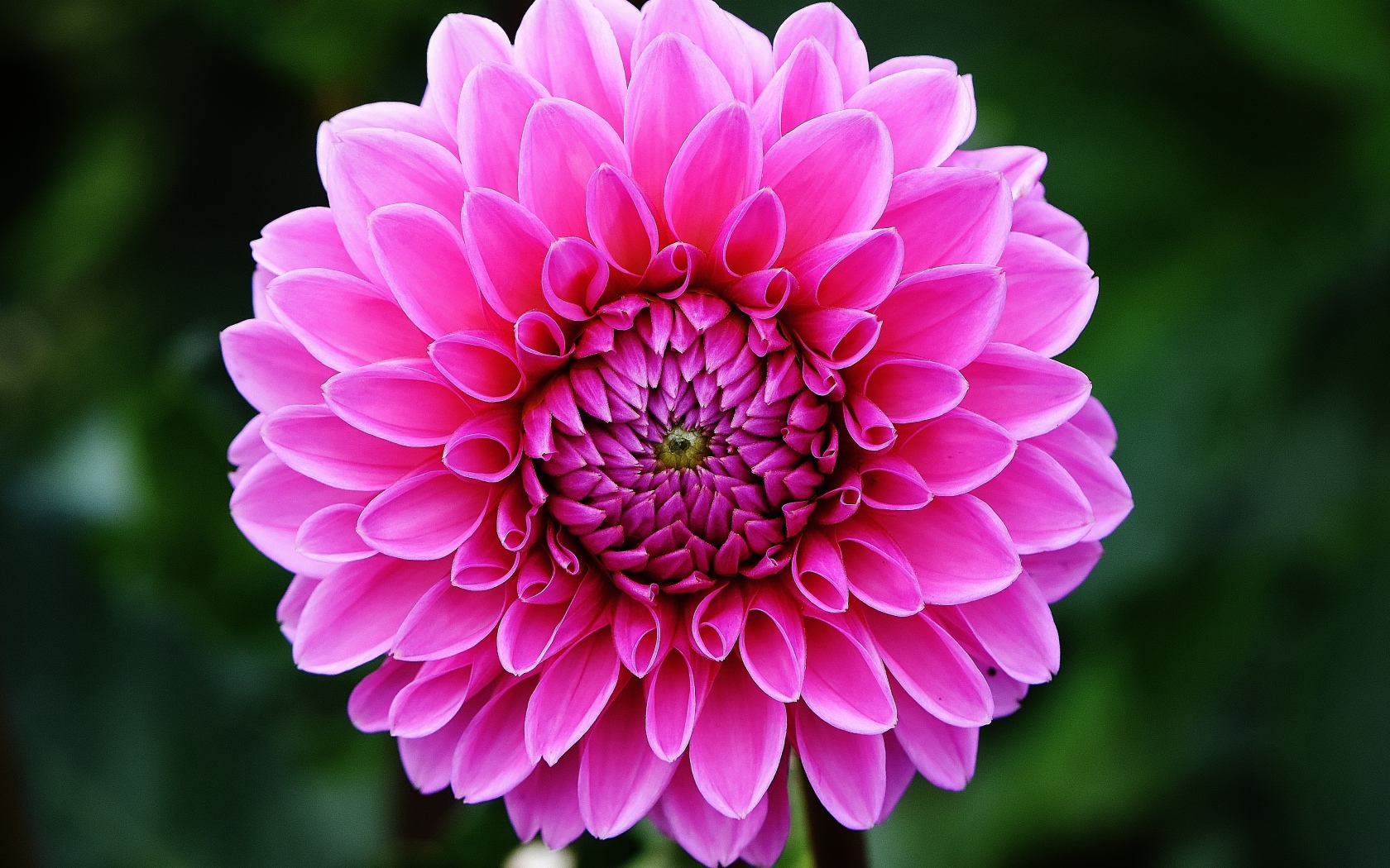 Розовый цветок георгины крупным планом