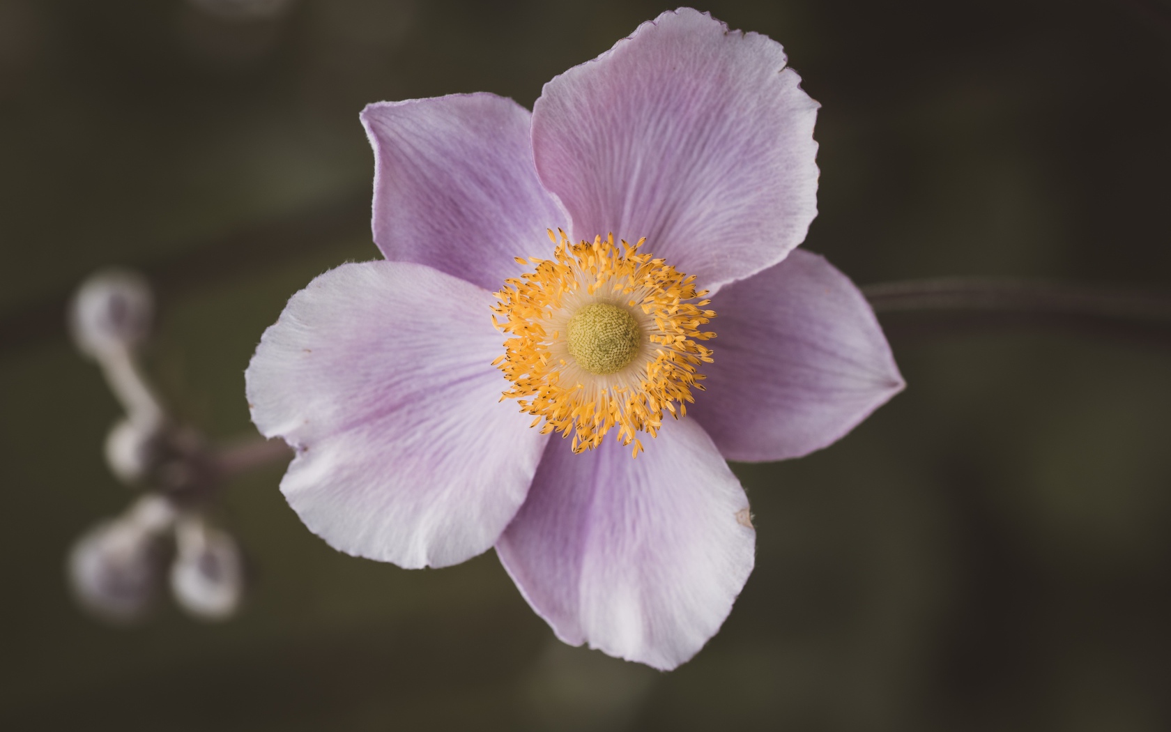 Розовый нежный цветок анемона крупным планом