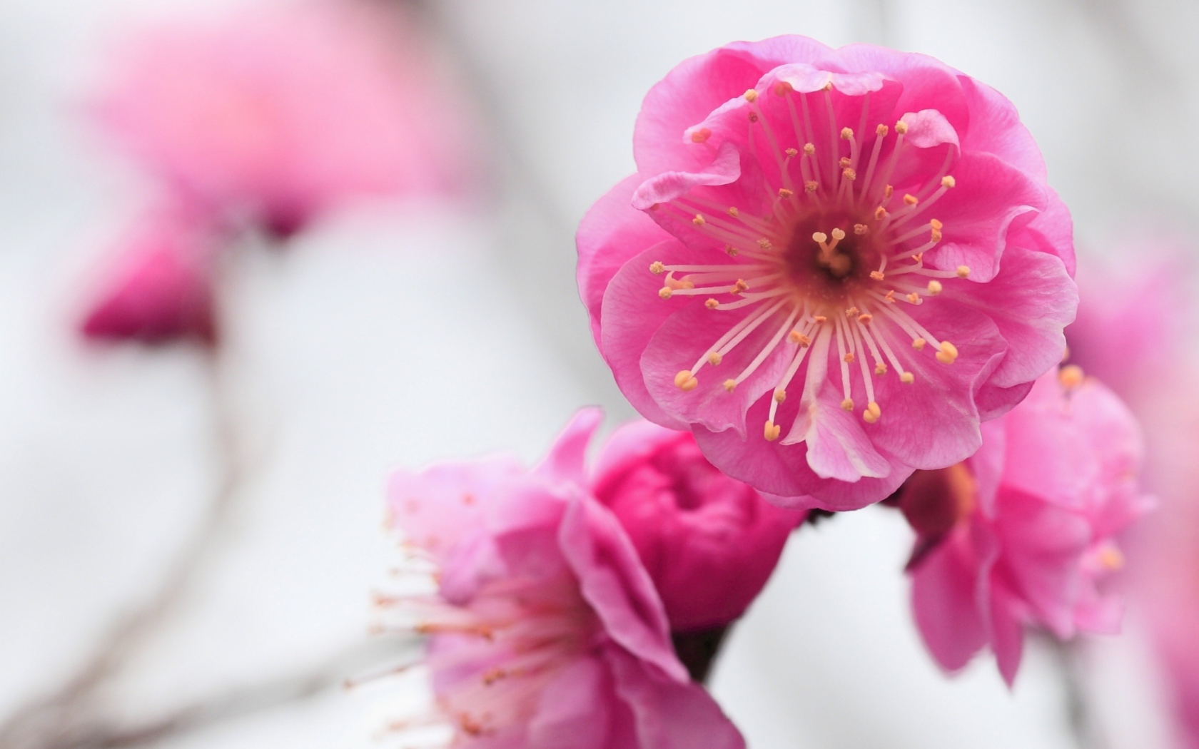 Розовый нежный цветок крупным планом