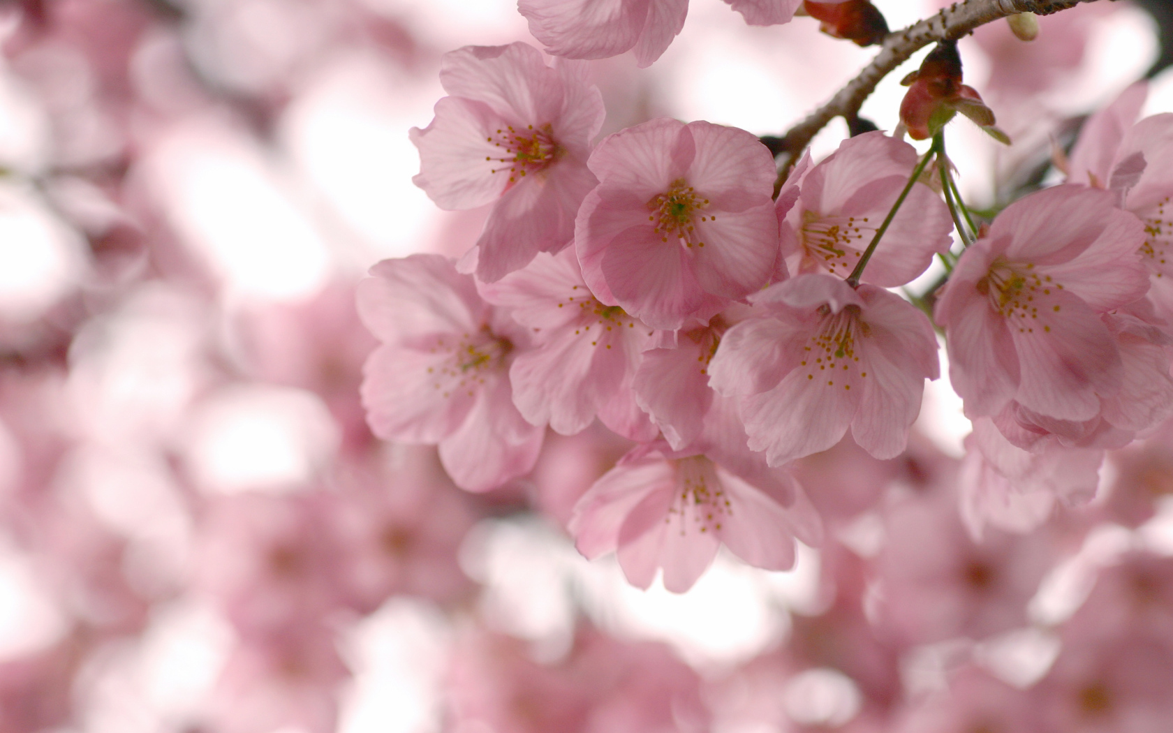 Розовые нежные цветы на ветке весной 