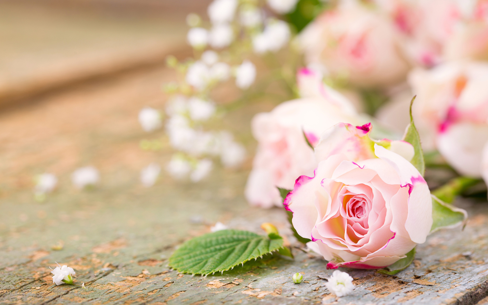 Розовый цветок нежной розы на столе 