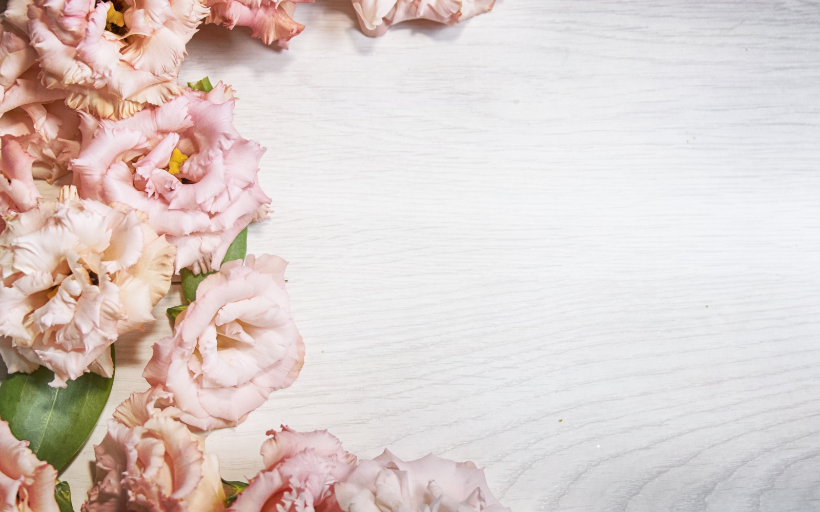 Розовые цветы эустомы на шаблоне для открытки 