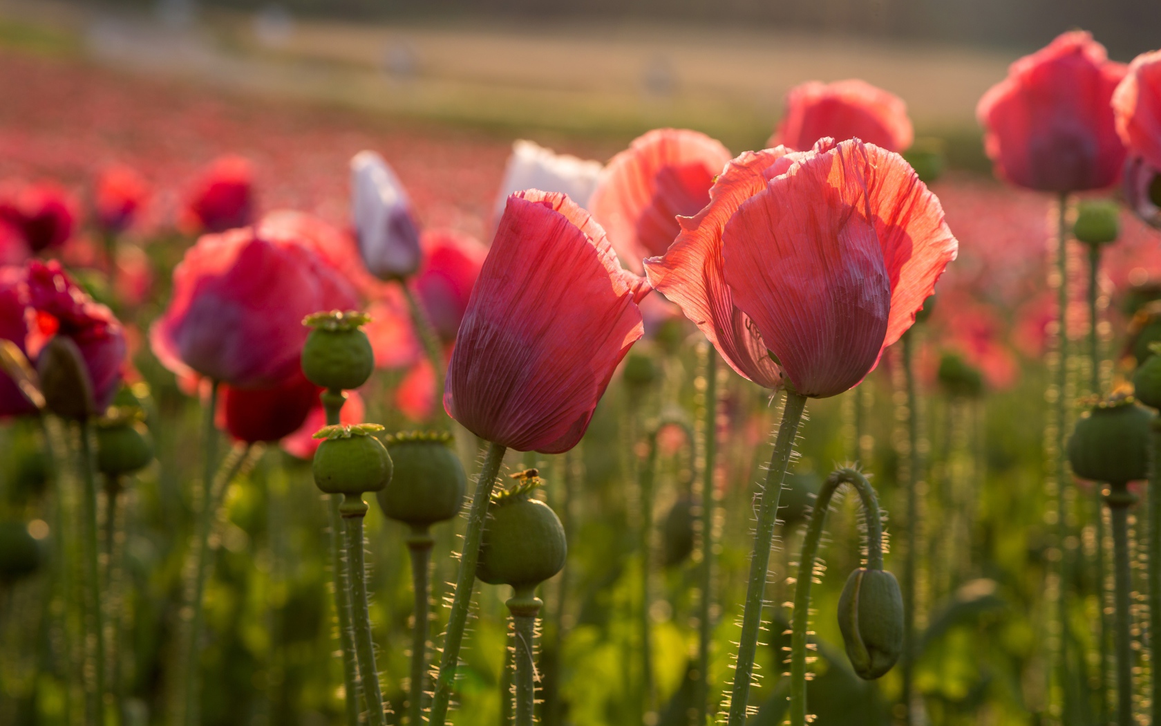 Розовые полевые маки с бутонами в лучах солнца 