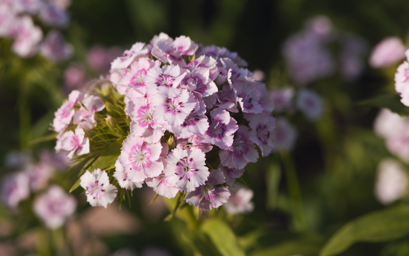 Розовые цветы розовой гвоздики в лучах солнца 