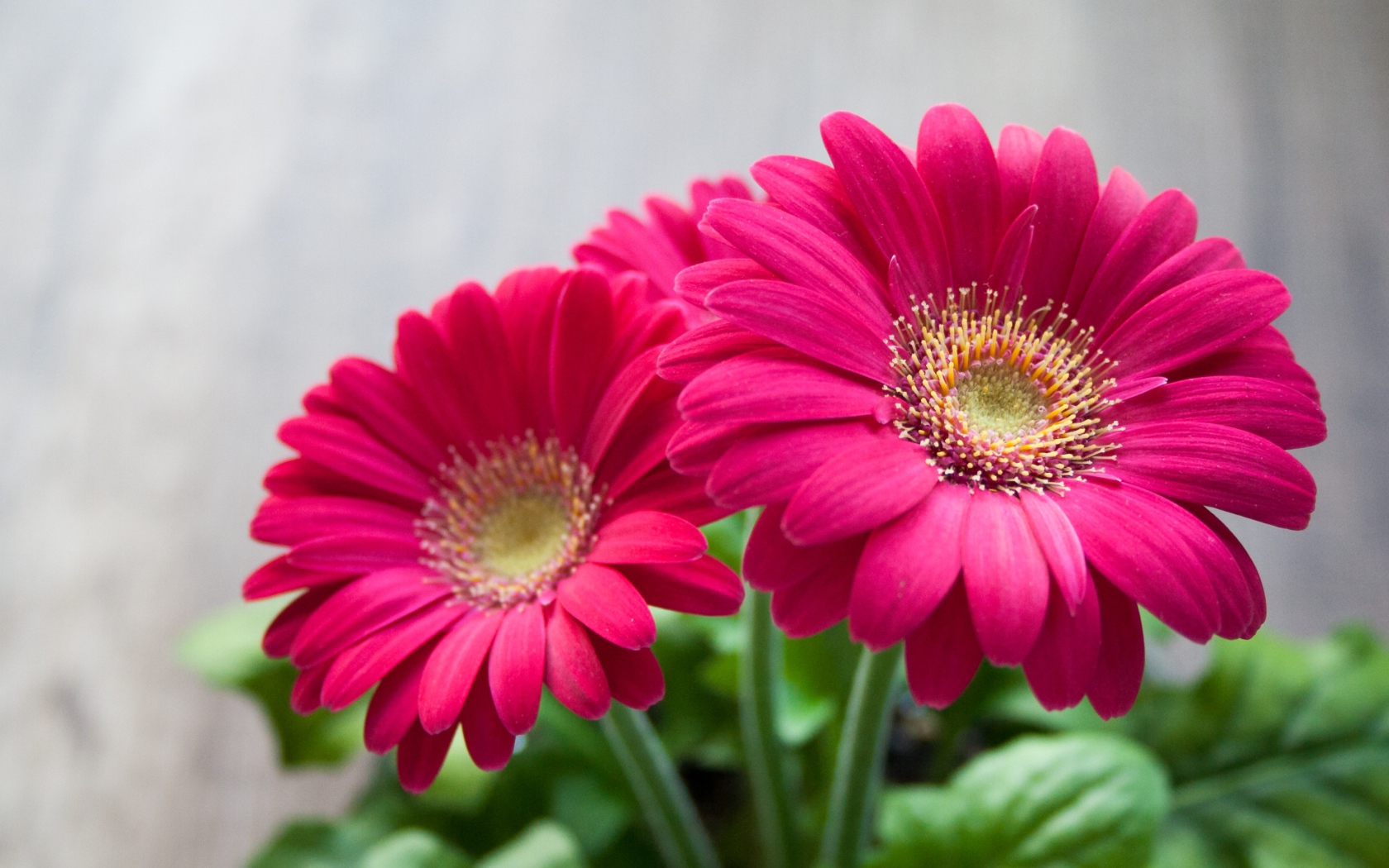 Розовые цветы герберы крупным планом