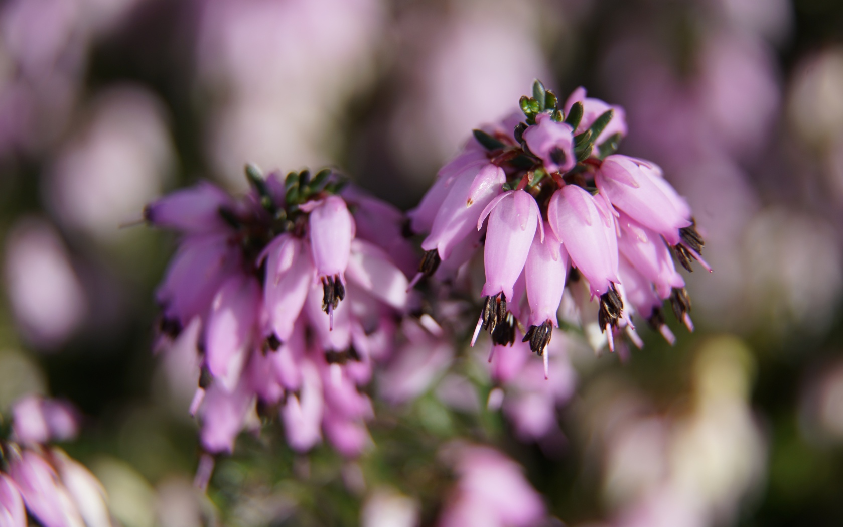 Розовые цветы вереск крупным планом
