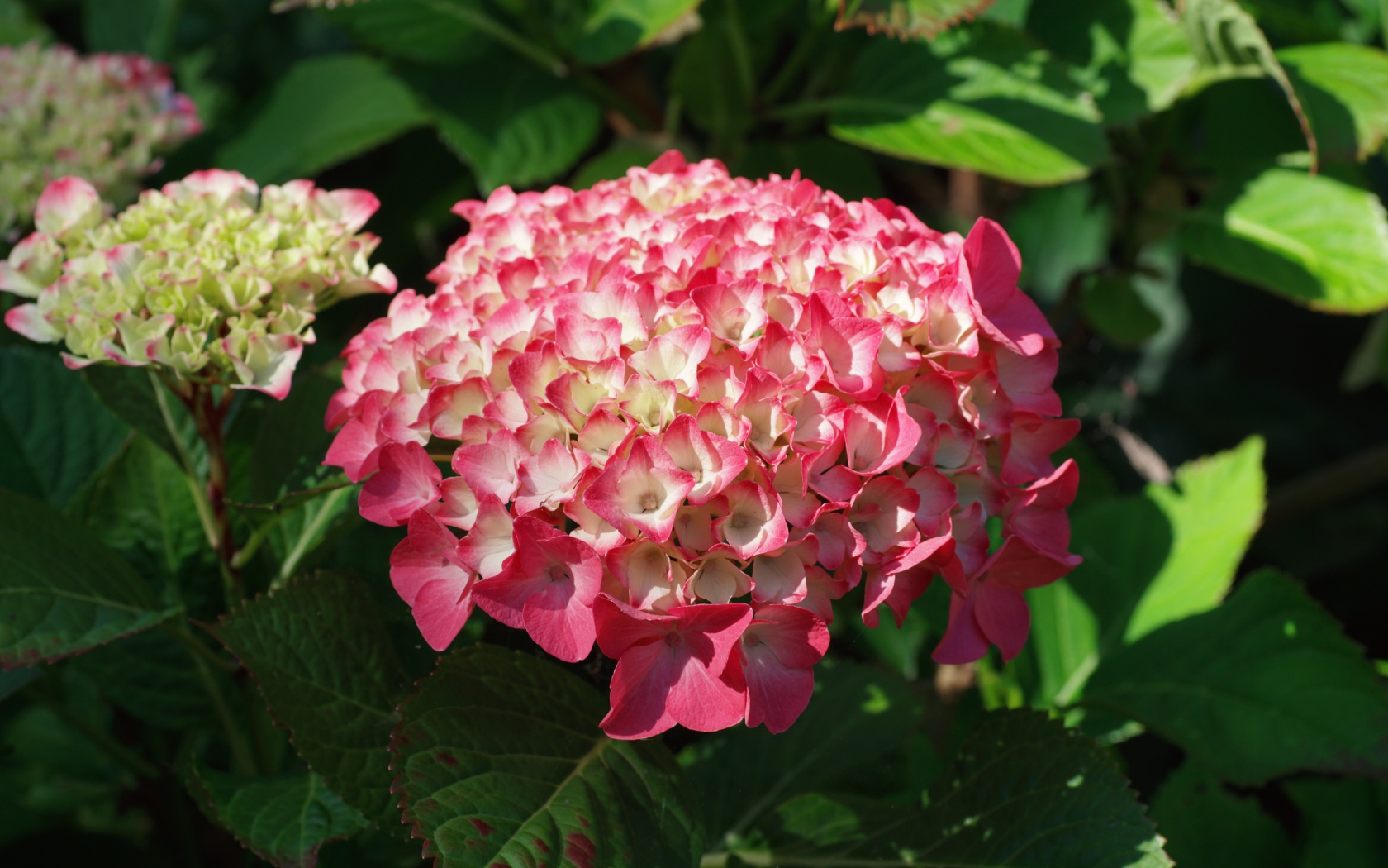 Розовая гортензия на клумбе в лучах солнца
