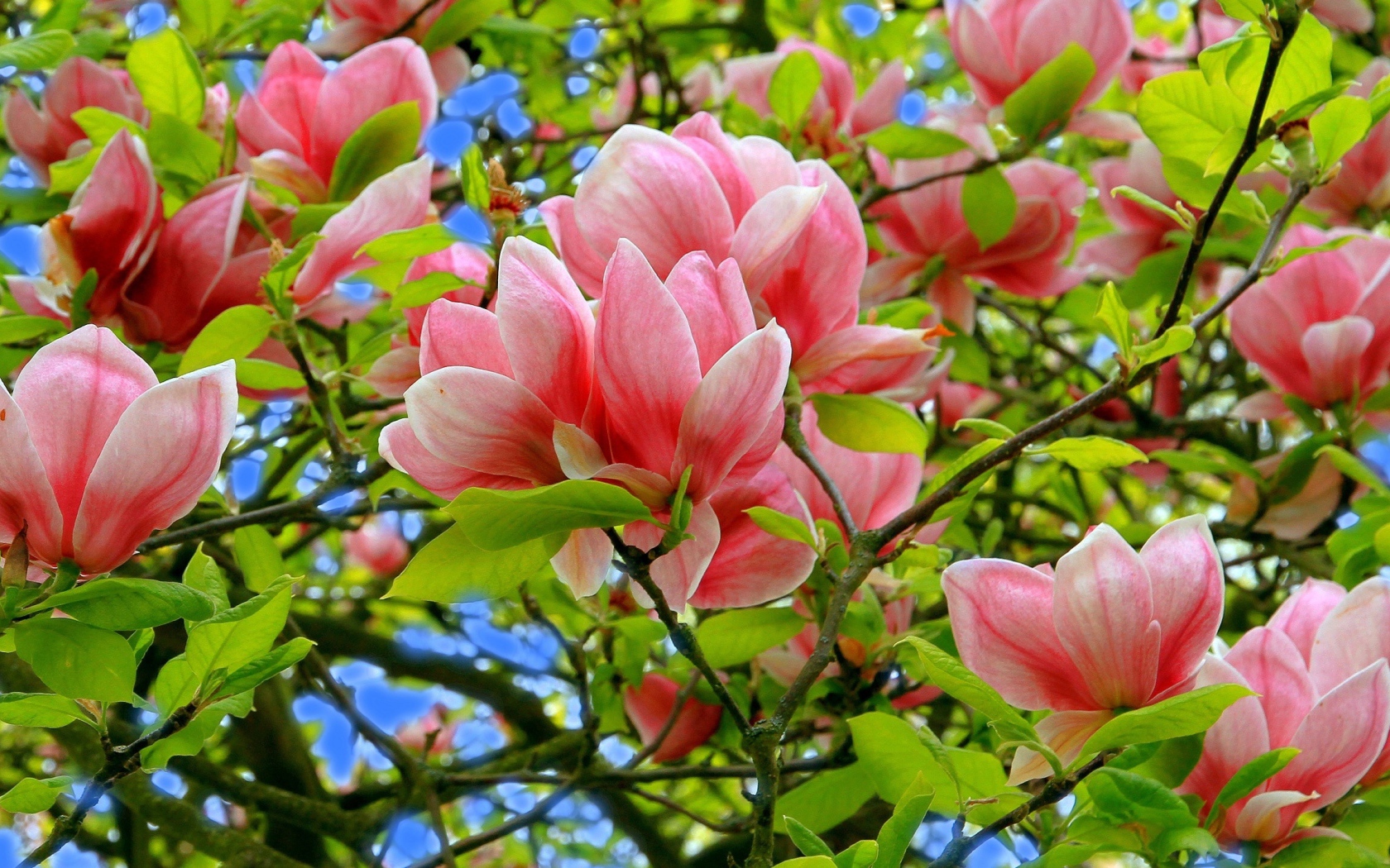 Розовые цветки магнолии в зеленых листьях на дереве 