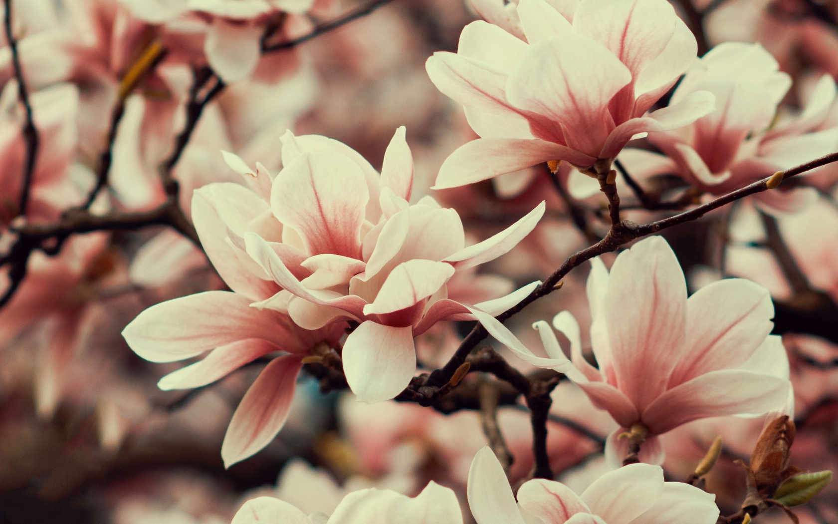 Розовые цветы магнолии на ветке дерева 