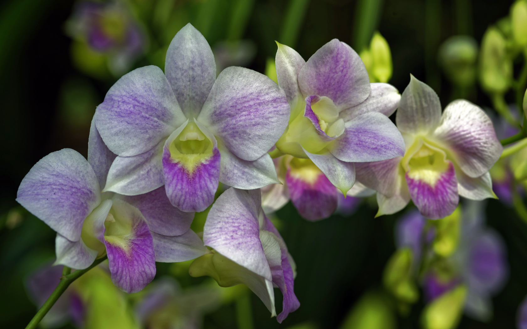 Розовые цветы орхидеи крупным планом