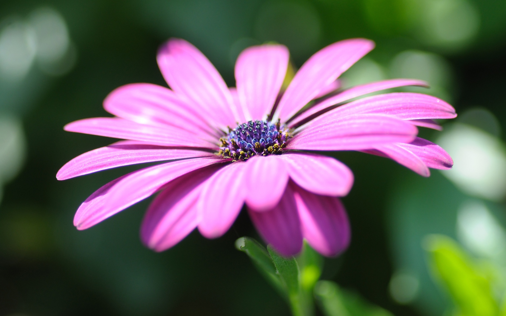 Розовый цветок остеоспермум крупным планом