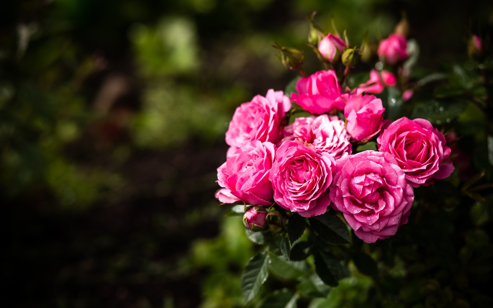 Розовые парковые розы с бутонами на клумбе 