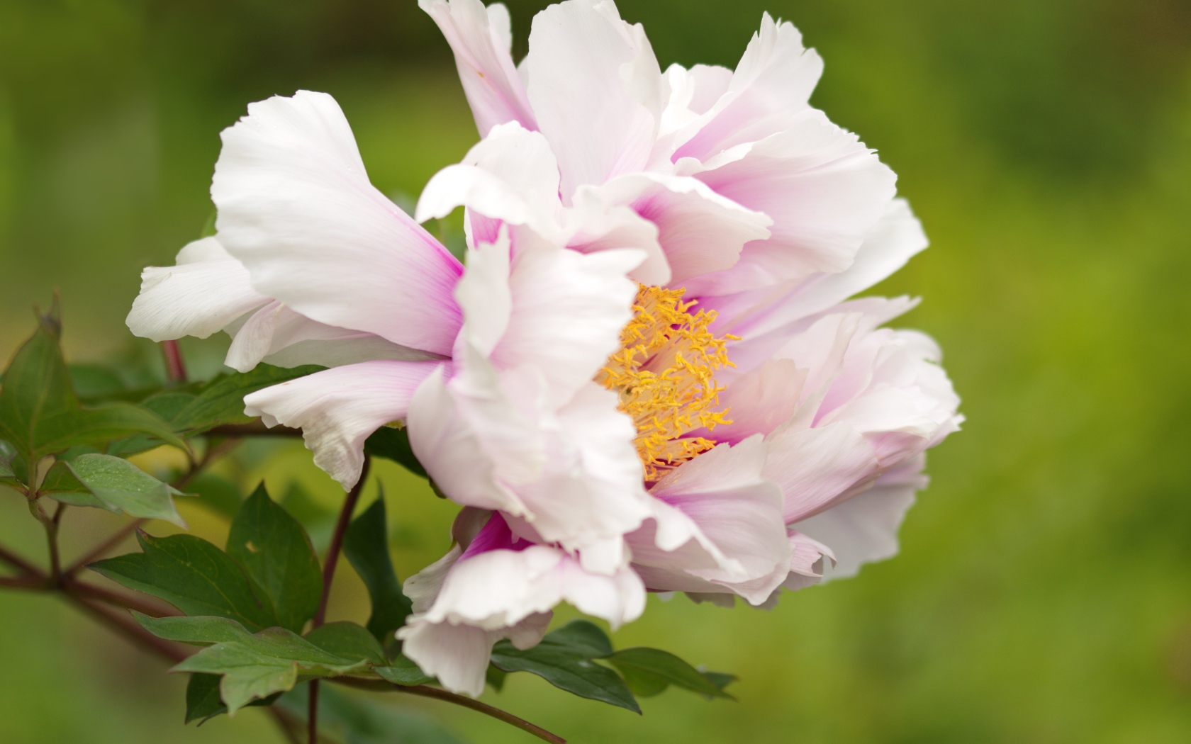 Розовый пион на зеленом фоне