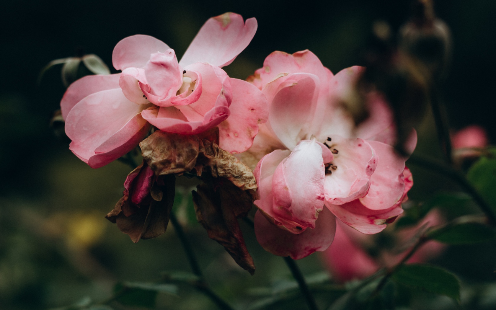 Лепестки розовой розы опадают на землю 