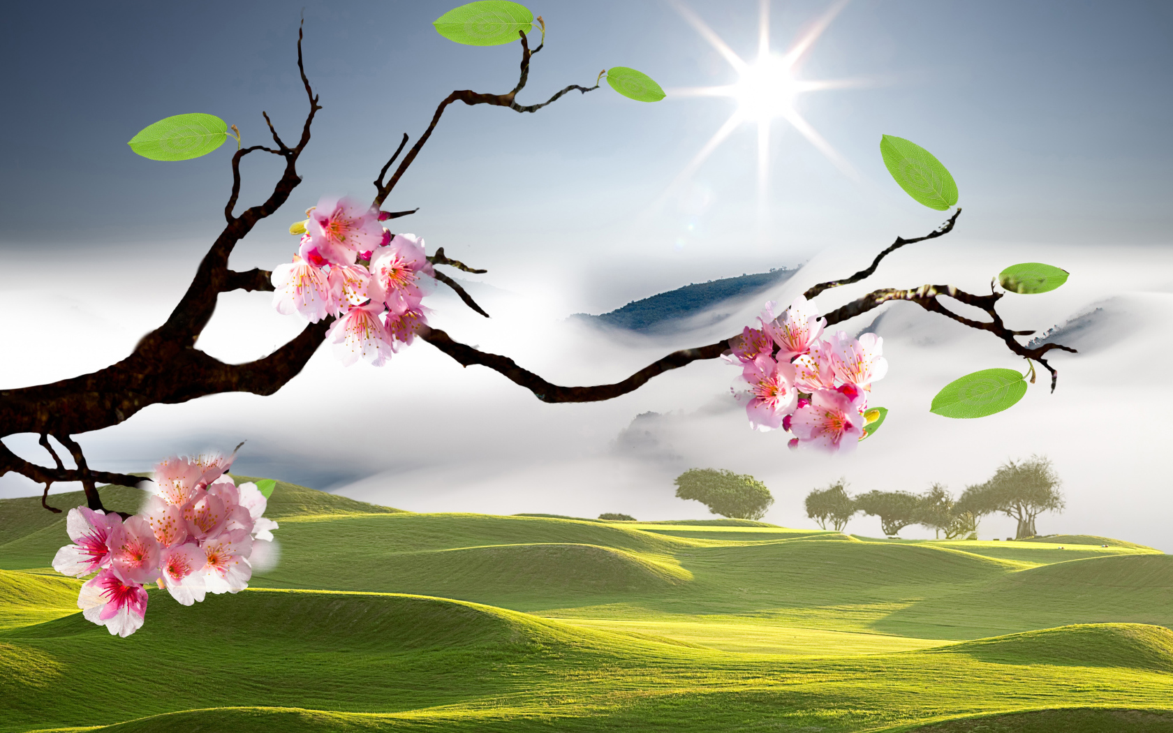 Розовые цветы сакуры на ветке в лучах яркого солнца