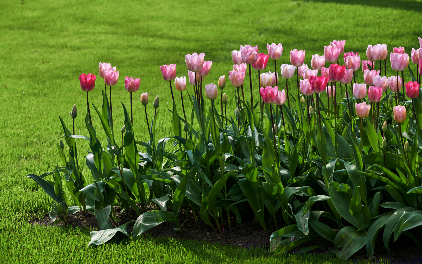 Розовые тюльпаны на клумбе у газона