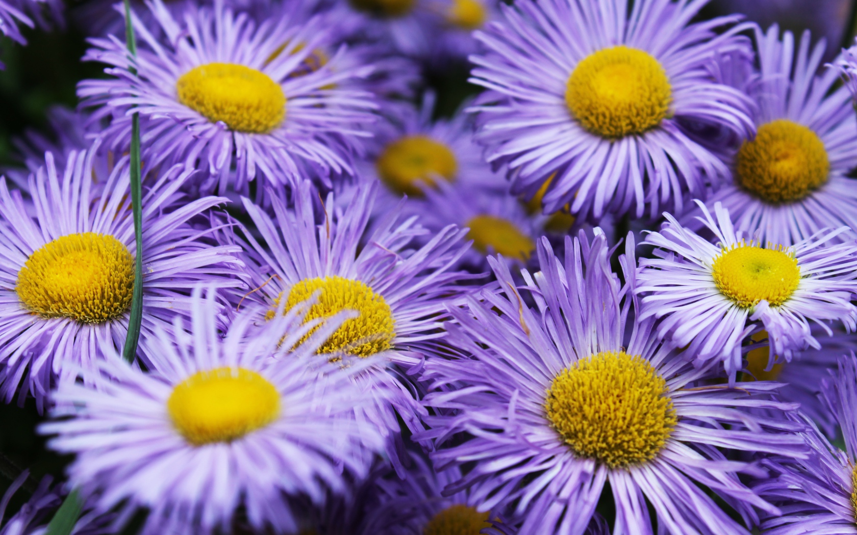 Фиолетовые цветы астры крупным планом 