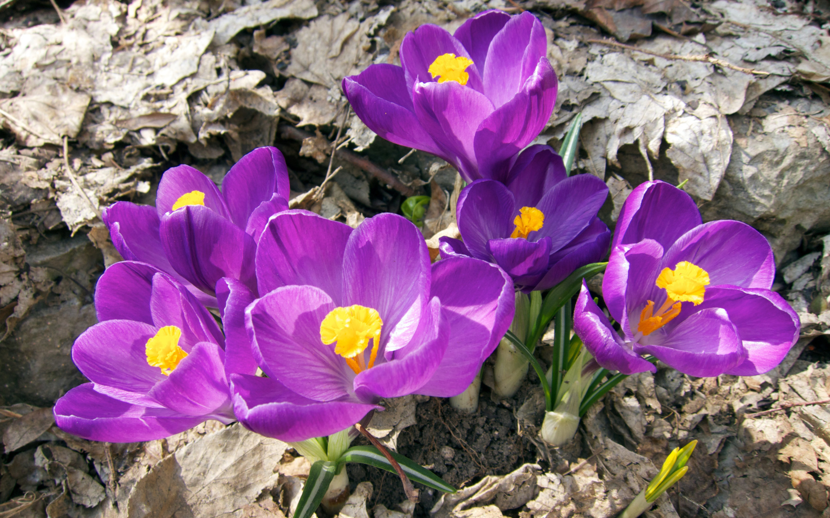 Фиолетовые крокусы в лучах солнца на земле 