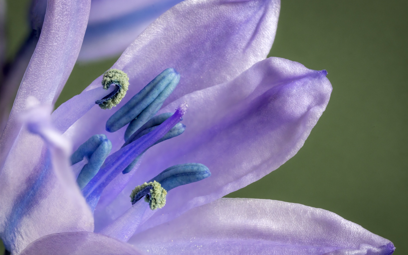 Фиолетовый цветок тюльпана крупным планом 