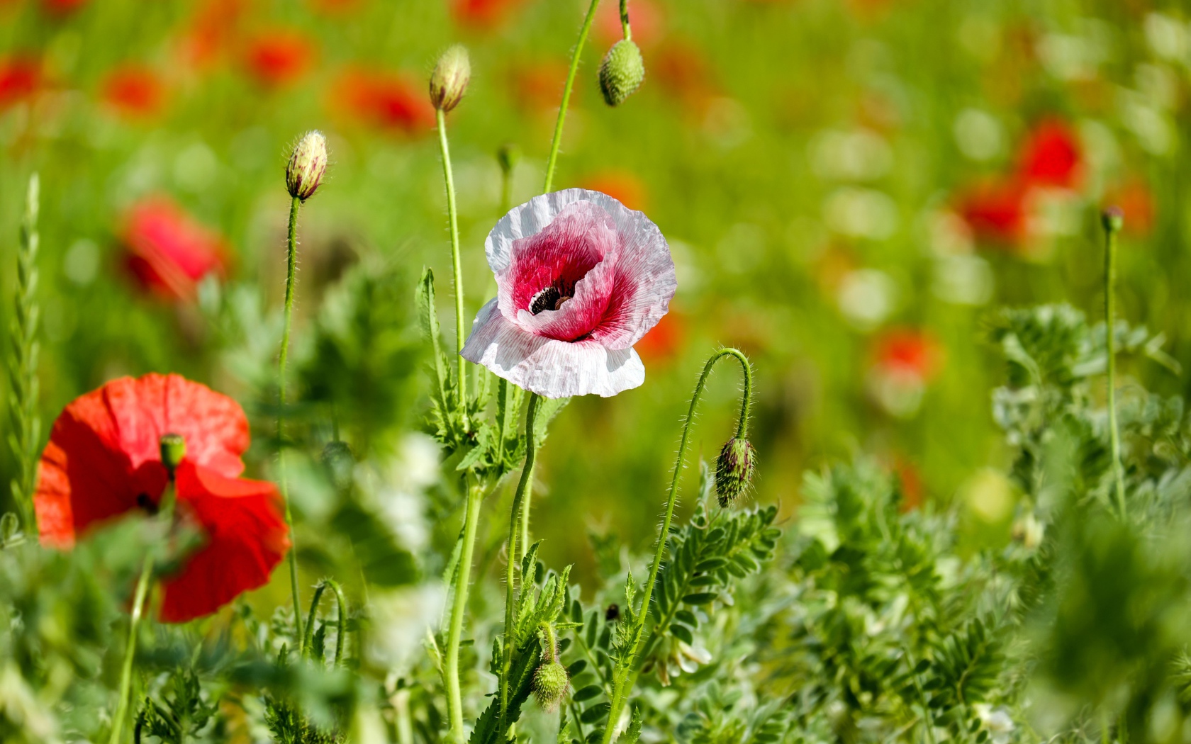 Красные и розовые маки с бутонами на поле солнечным летним днем