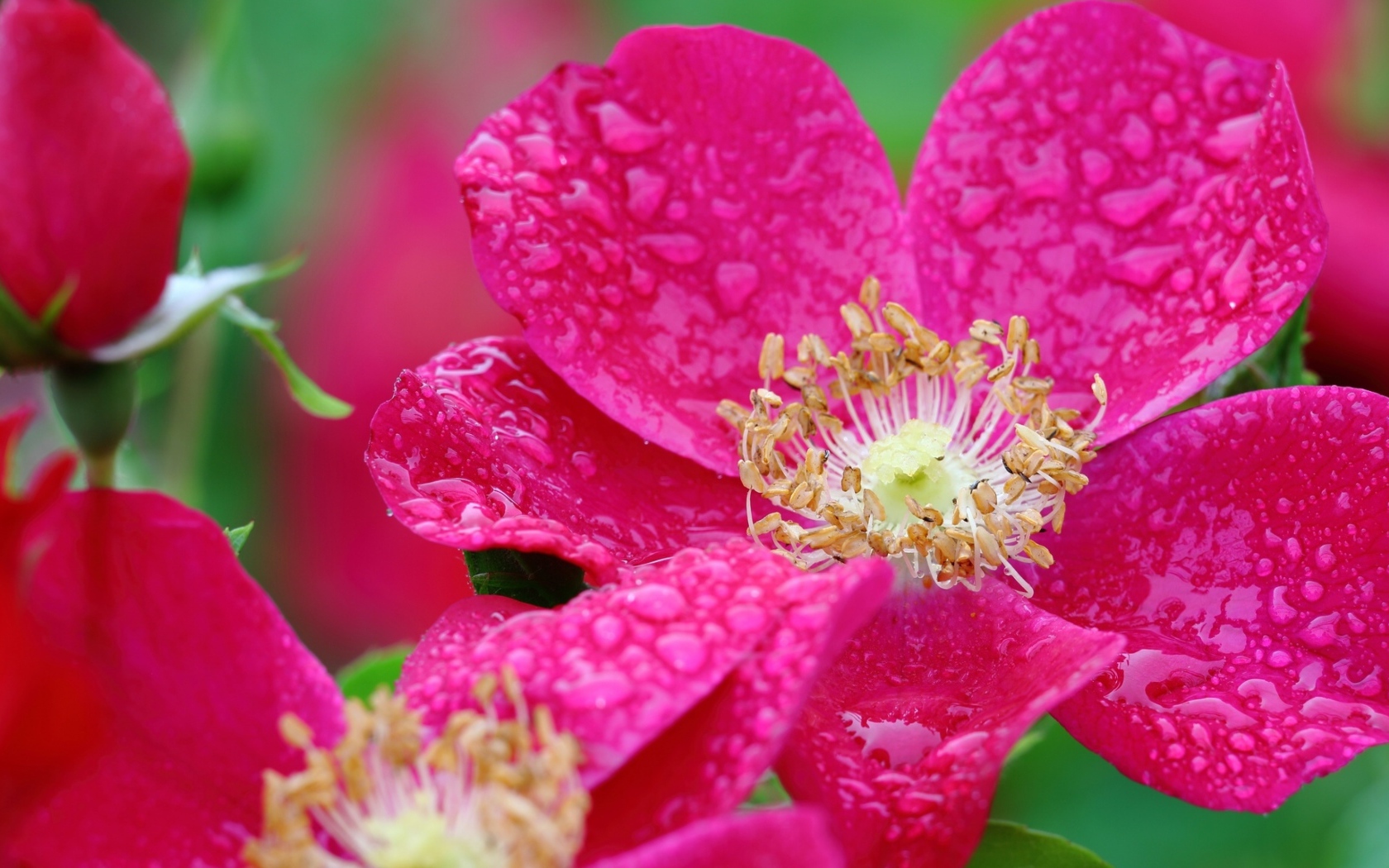 Красная распустившаяся роза в каплях росы