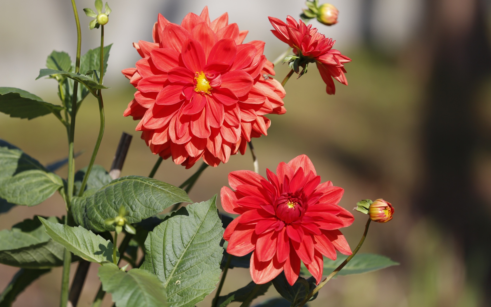 Красные цветы георгин с бутонами на клумбе 