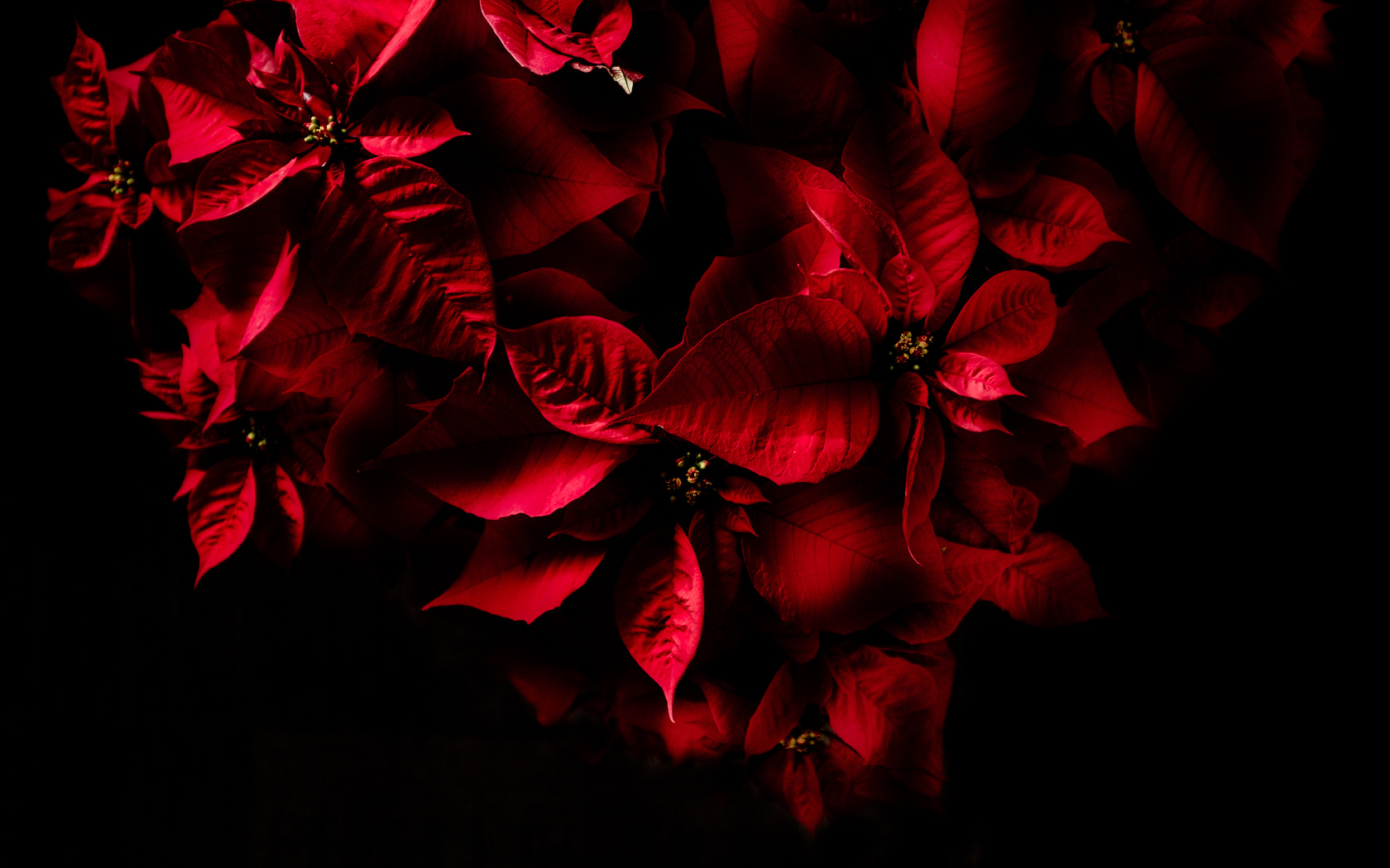 Красные листья комнатного молочая на черном фоне 