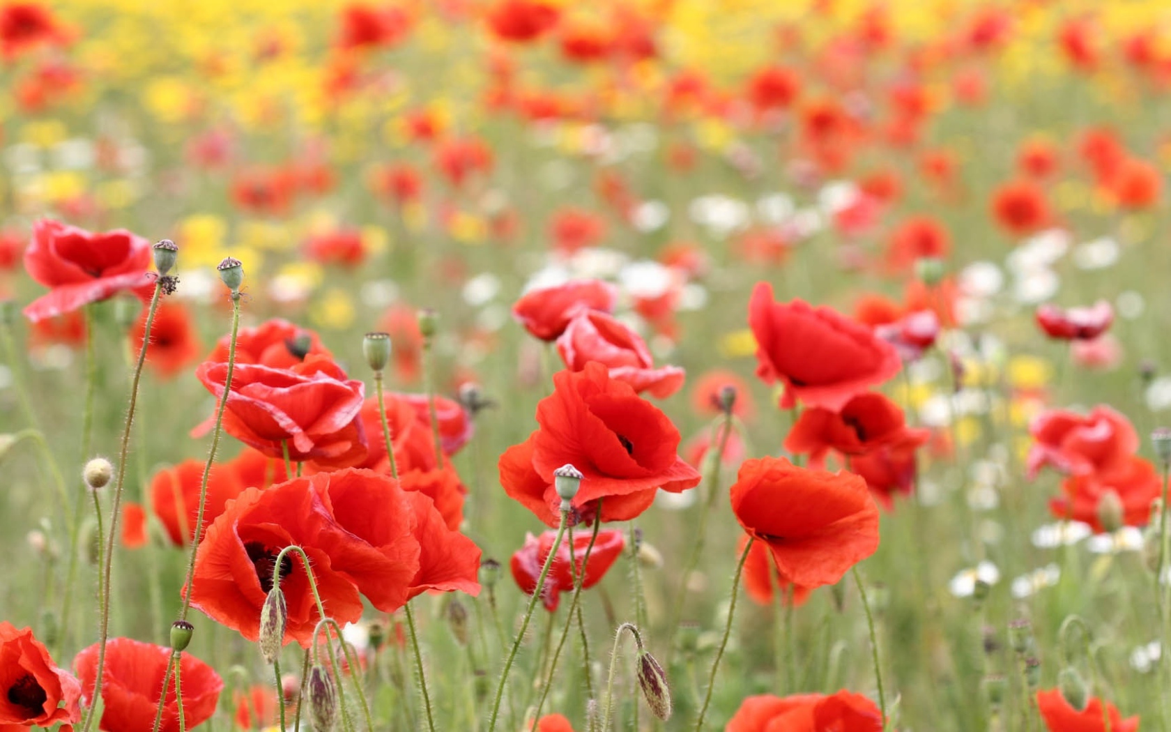 Красные маки в поле летним днем