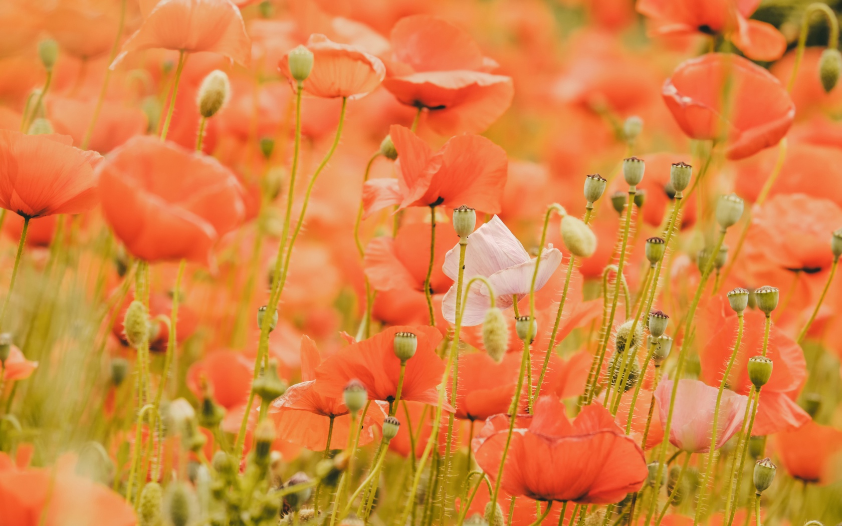 Красные маки на поле крупным планом